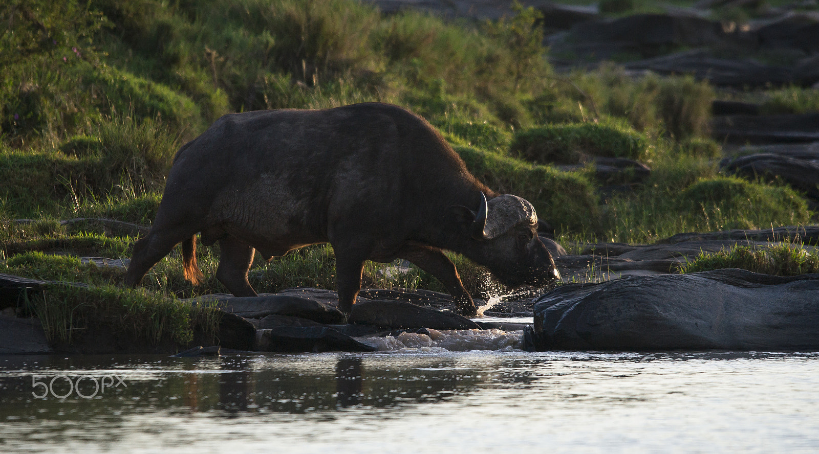 Sigma 150-500mm F5-6.3 DG OS HSM sample photo. Kenya - buffle photography
