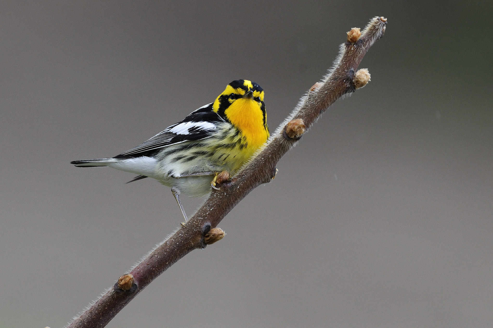 Nikon D300S + Nikon AF-S Nikkor 500mm F4G ED VR sample photo. Paruline à gorge orangée setophaga fusca blackburnian warbler cld photography