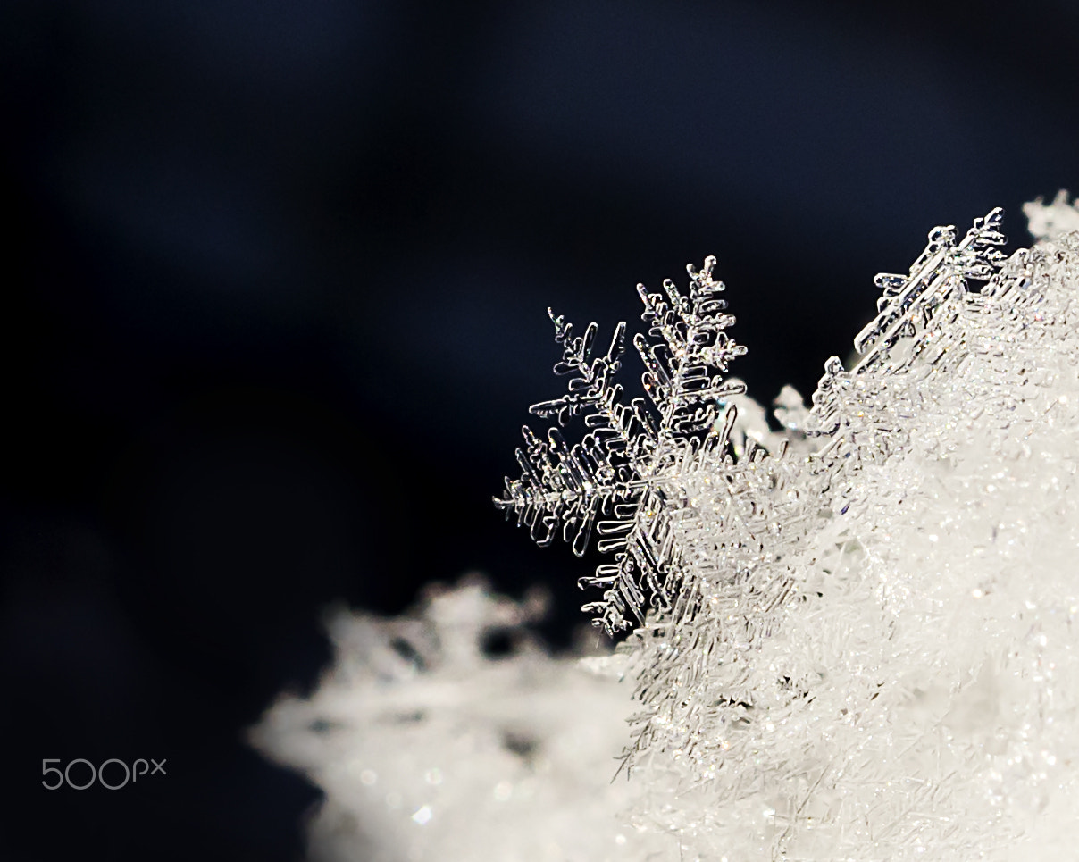 Sony SLT-A58 + Sony DT 30mm F2.8 Macro SAM sample photo. Snowflake photography