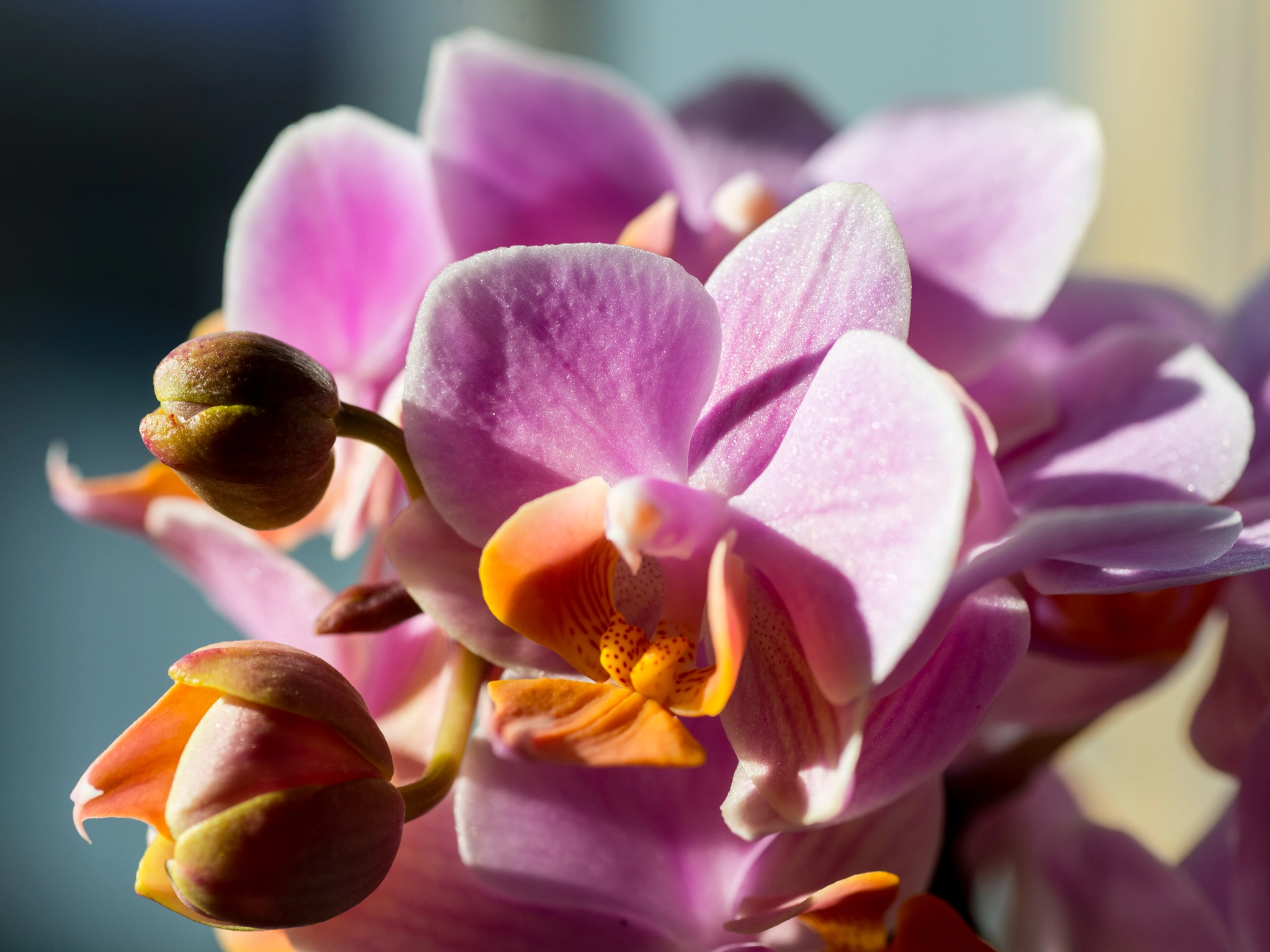 Nikon Df sample photo. Opening season photography