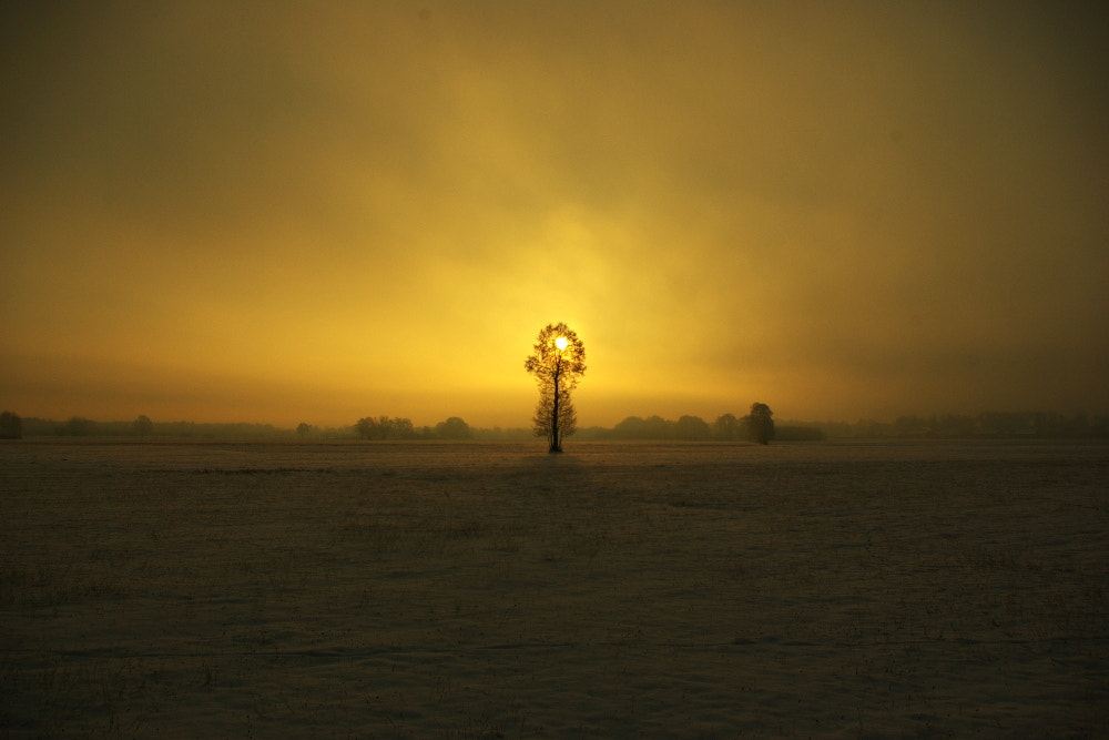 Samsung GX-10 sample photo. Lone tree photography