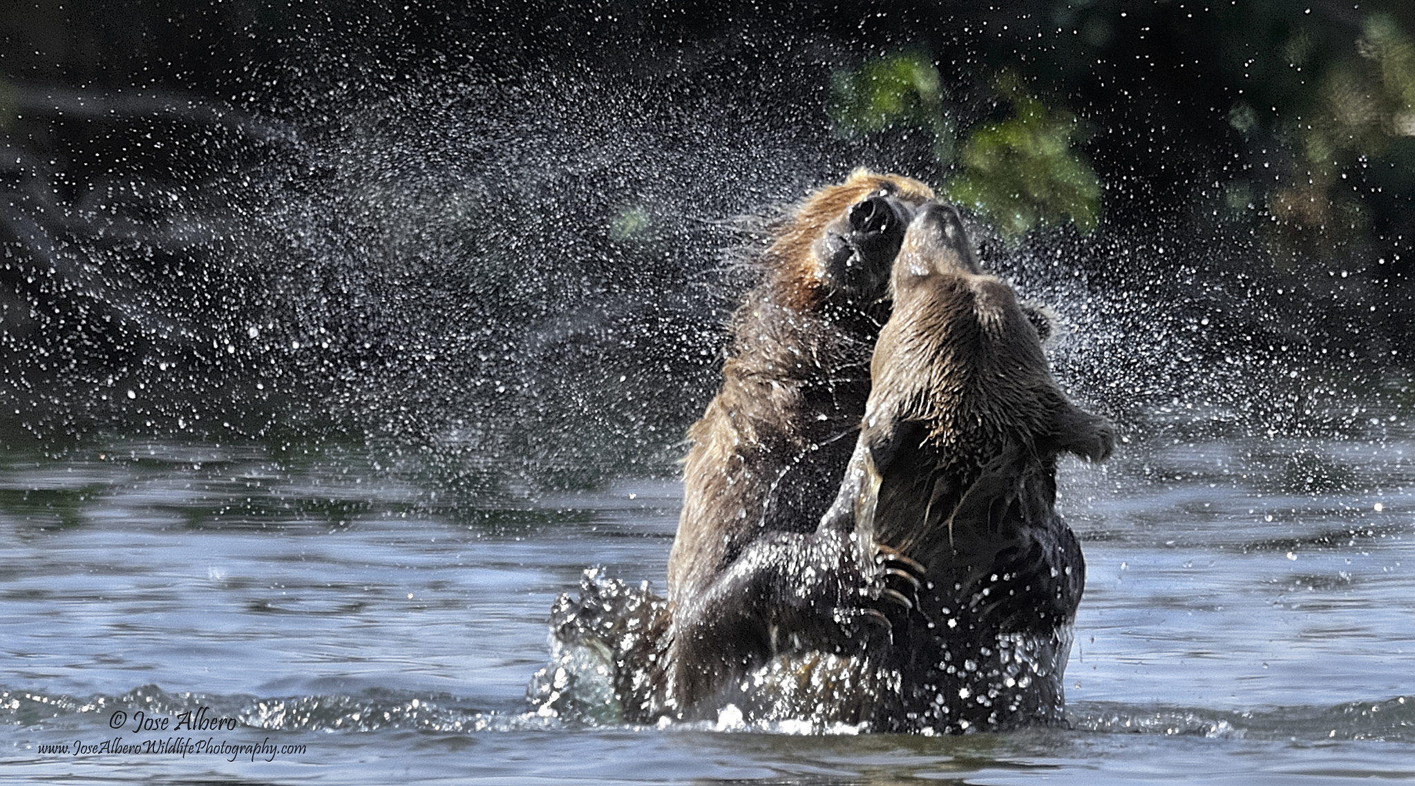 Nikon AF-S Nikkor 500mm F4D ED-IF II sample photo. Wet bear hug photography