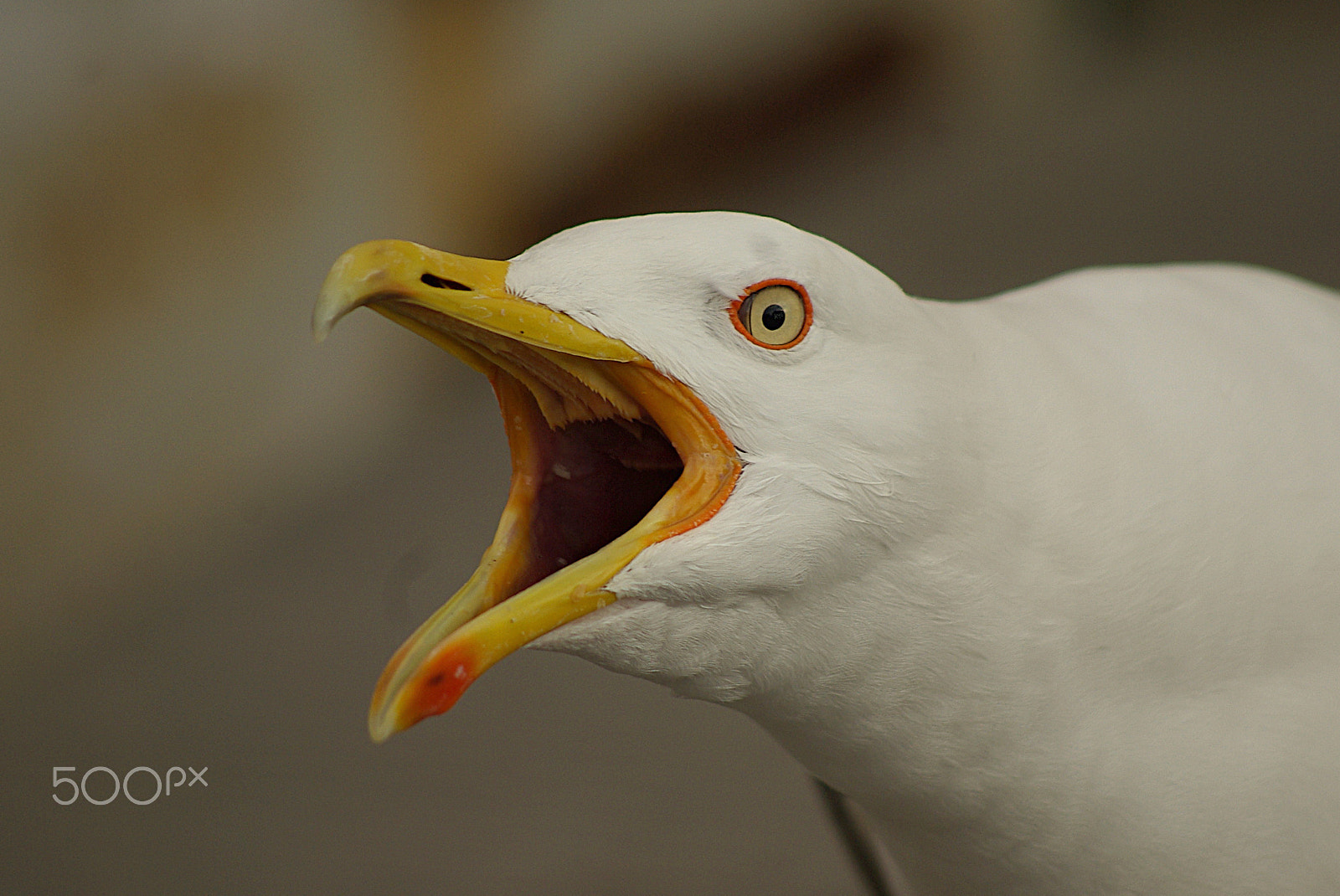 Pentax K10D sample photo. Angry seagull photography
