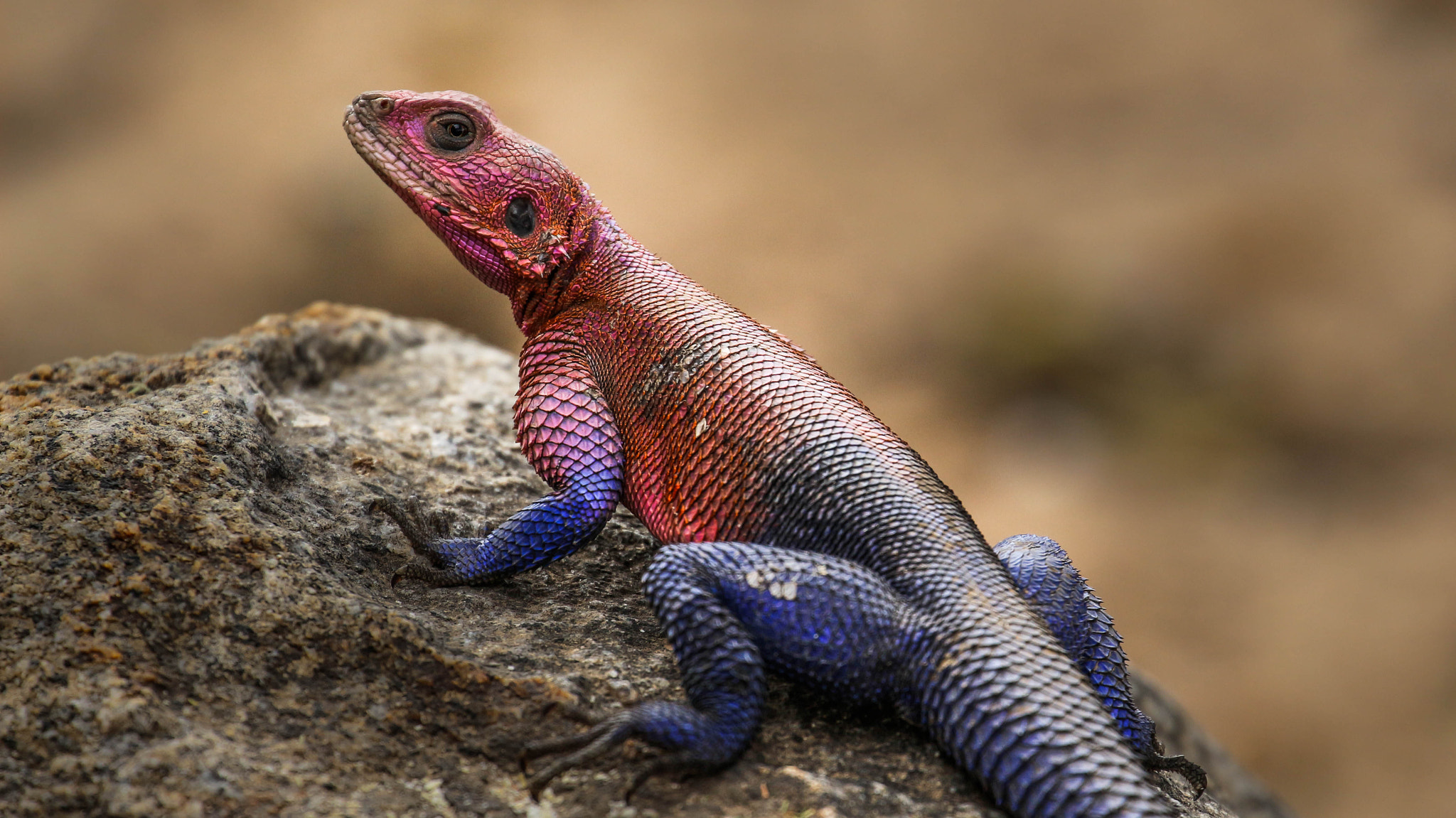 Canon EF 70-300mm F4-5.6L IS USM sample photo. The rainbow lizard photography