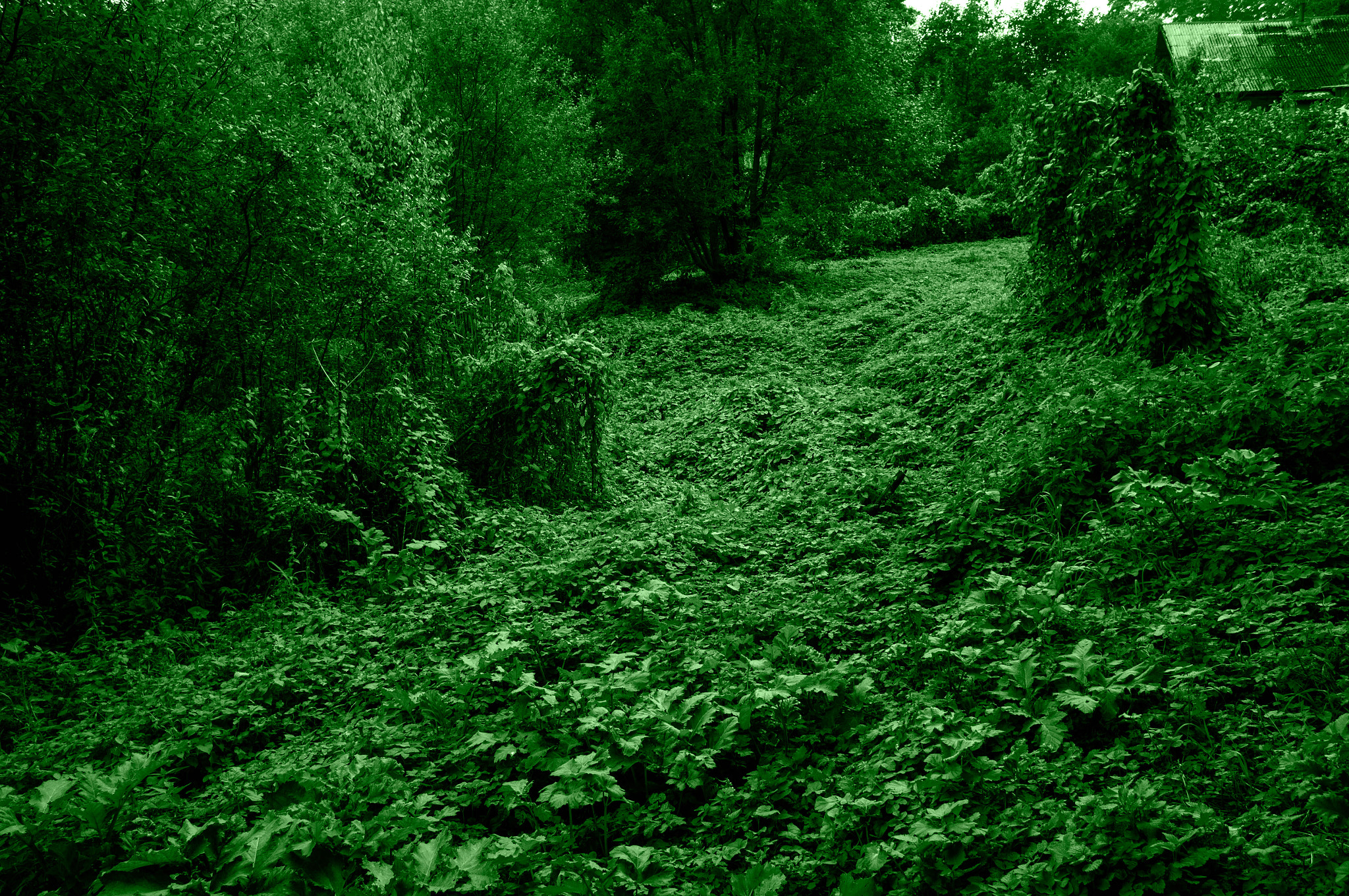 Sony Alpha NEX-5N + Sigma 19mm F2.8 EX DN sample photo. As in the jungle! photography