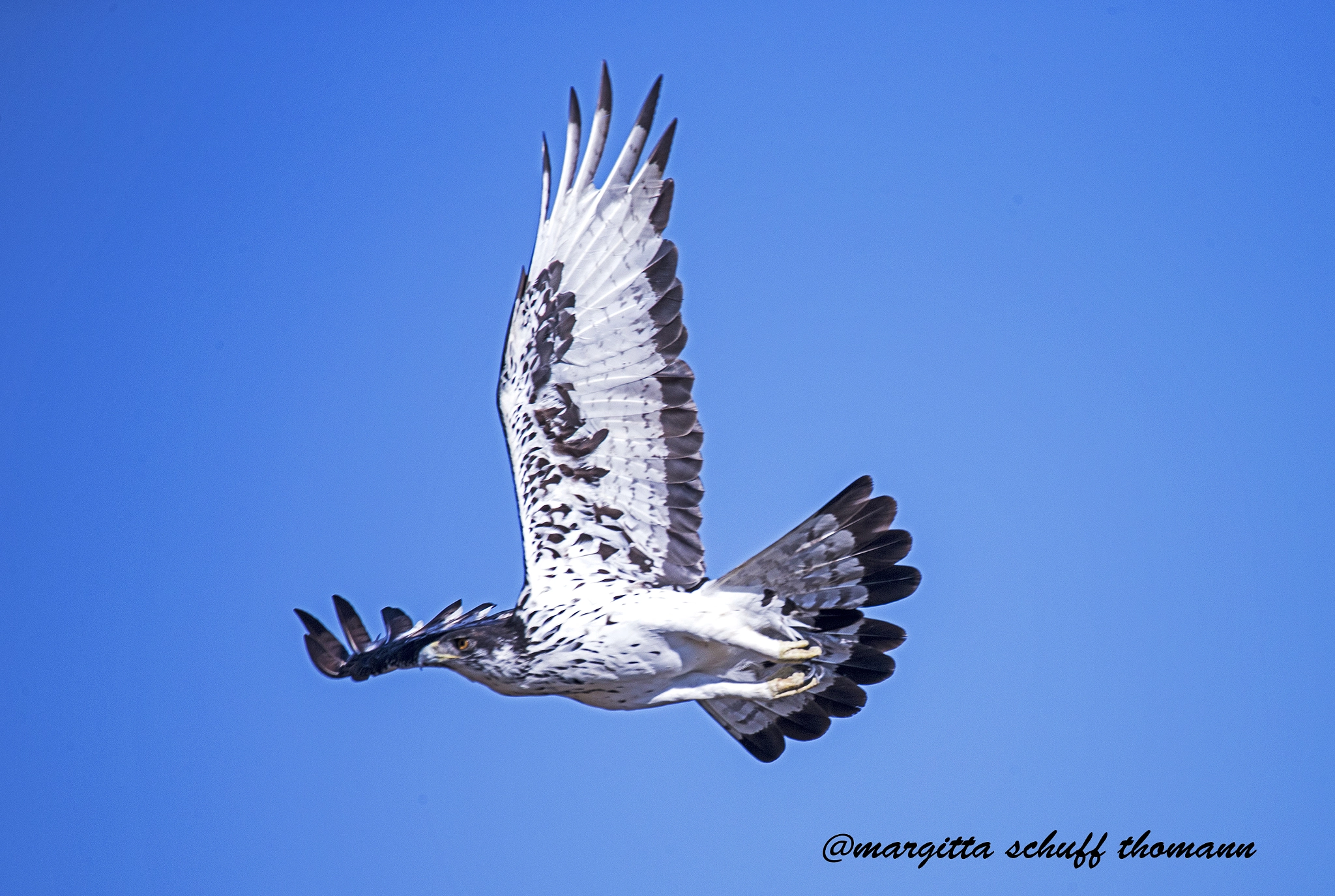Tamron SP 150-600mm F5-6.3 Di VC USD sample photo. African eagle.. photography