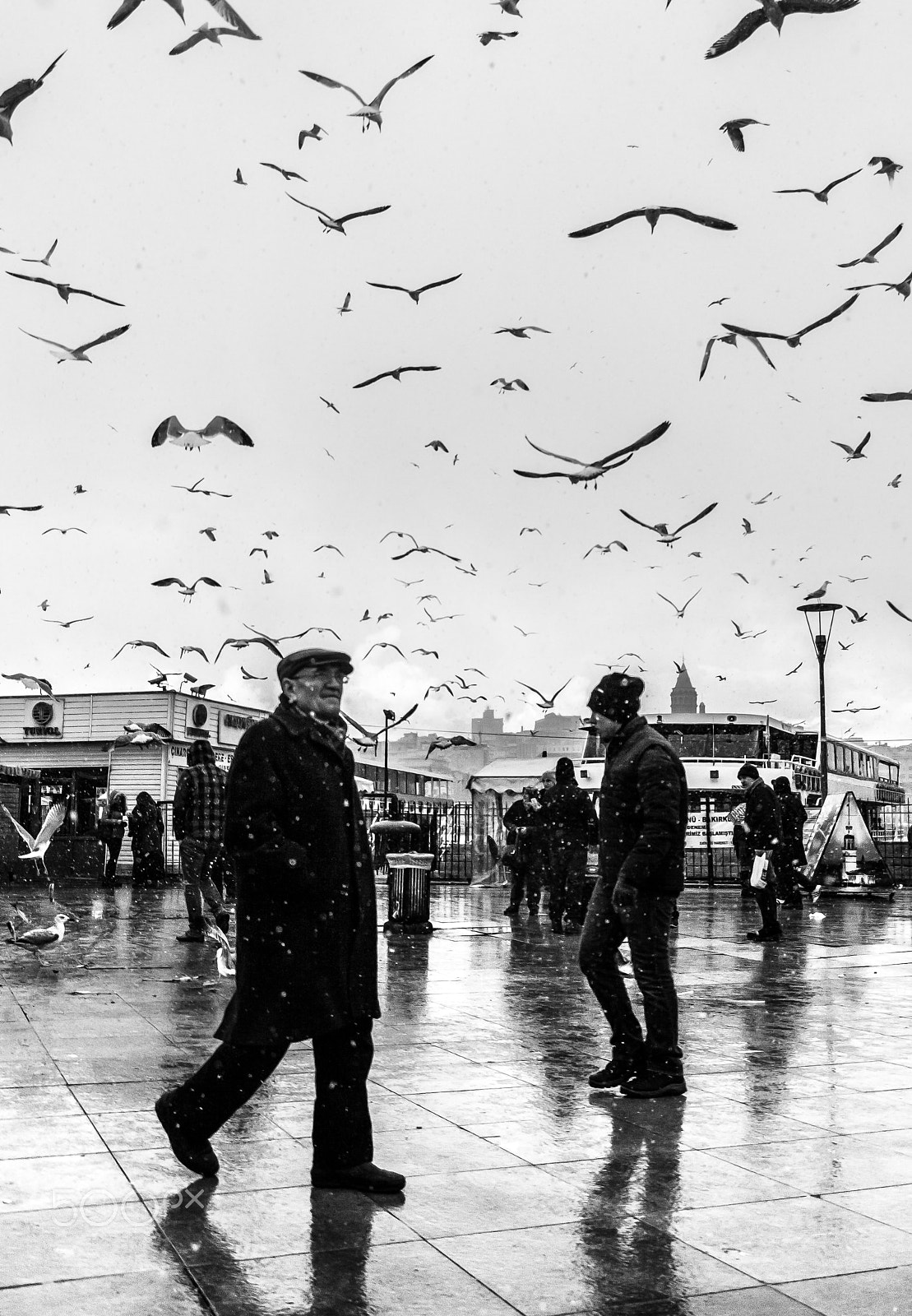 Canon EF-S 18-135mm F3.5-5.6 IS STM sample photo. Snow, seagull and istanbul photography