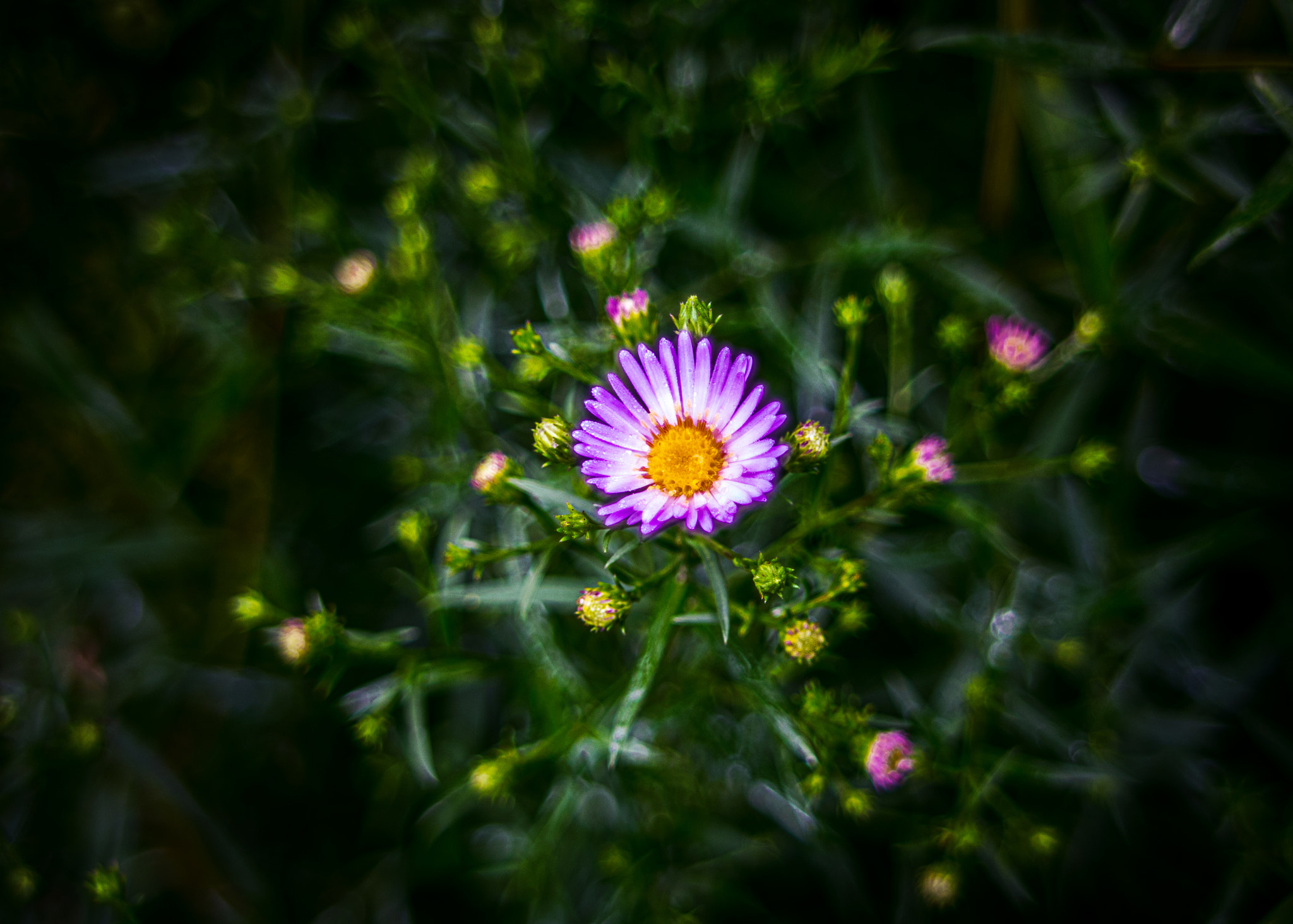 Pentax K-3 + smc PENTAX-FA* 24mm F2 AL[IF] sample photo. Edit photography
