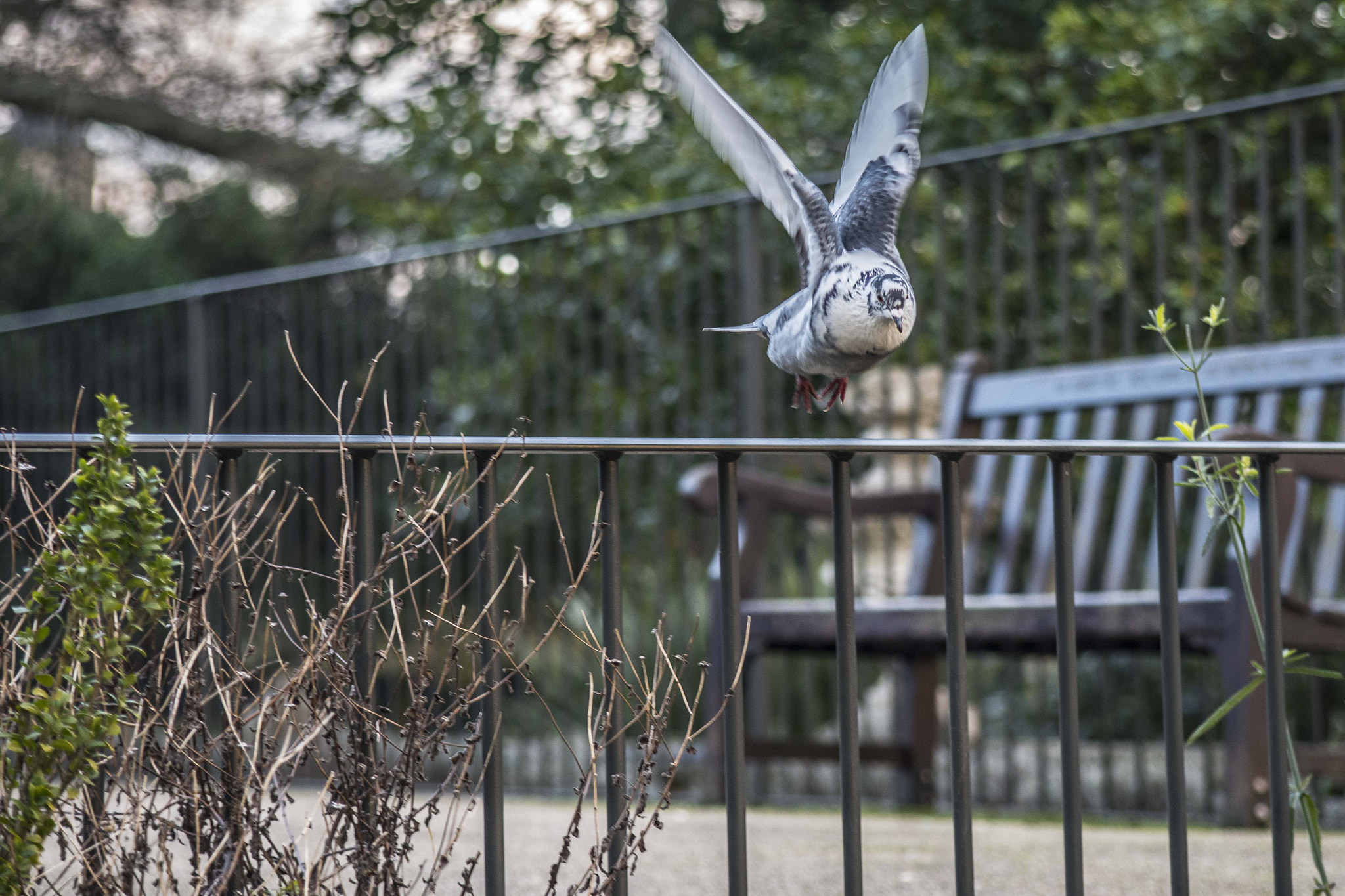 AF Zoom-Nikkor 35-105mm f/3.5-4.5 sample photo. Up, up and away photography