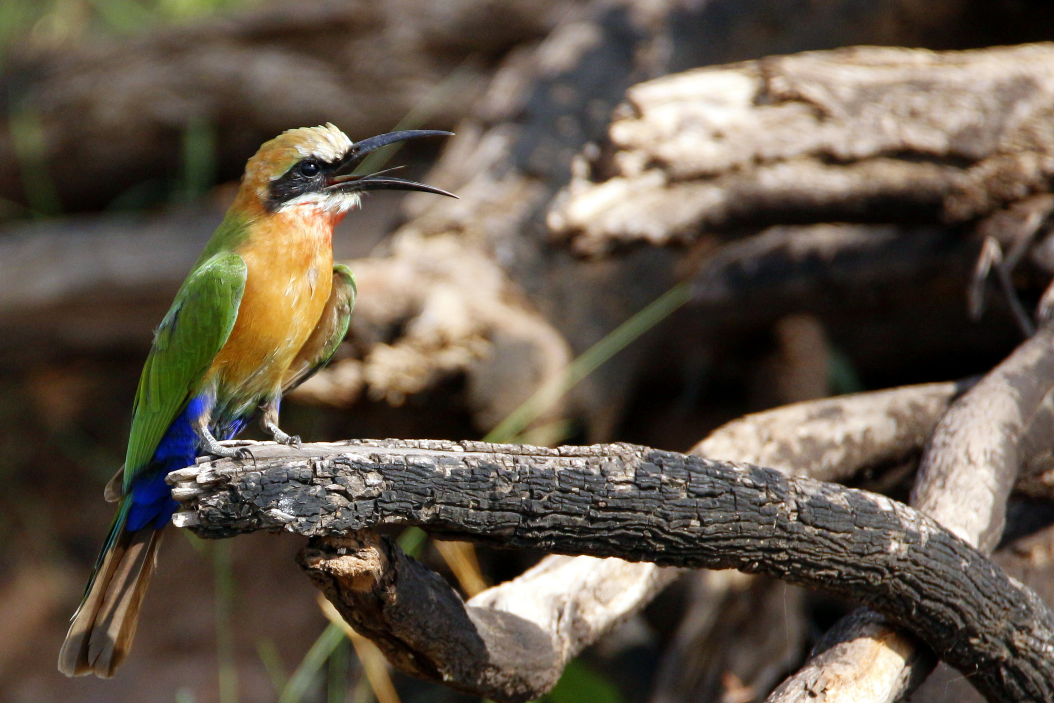 Canon EOS 650D (EOS Rebel T4i / EOS Kiss X6i) + Tamron SP 150-600mm F5-6.3 Di VC USD sample photo. Bee eater photography