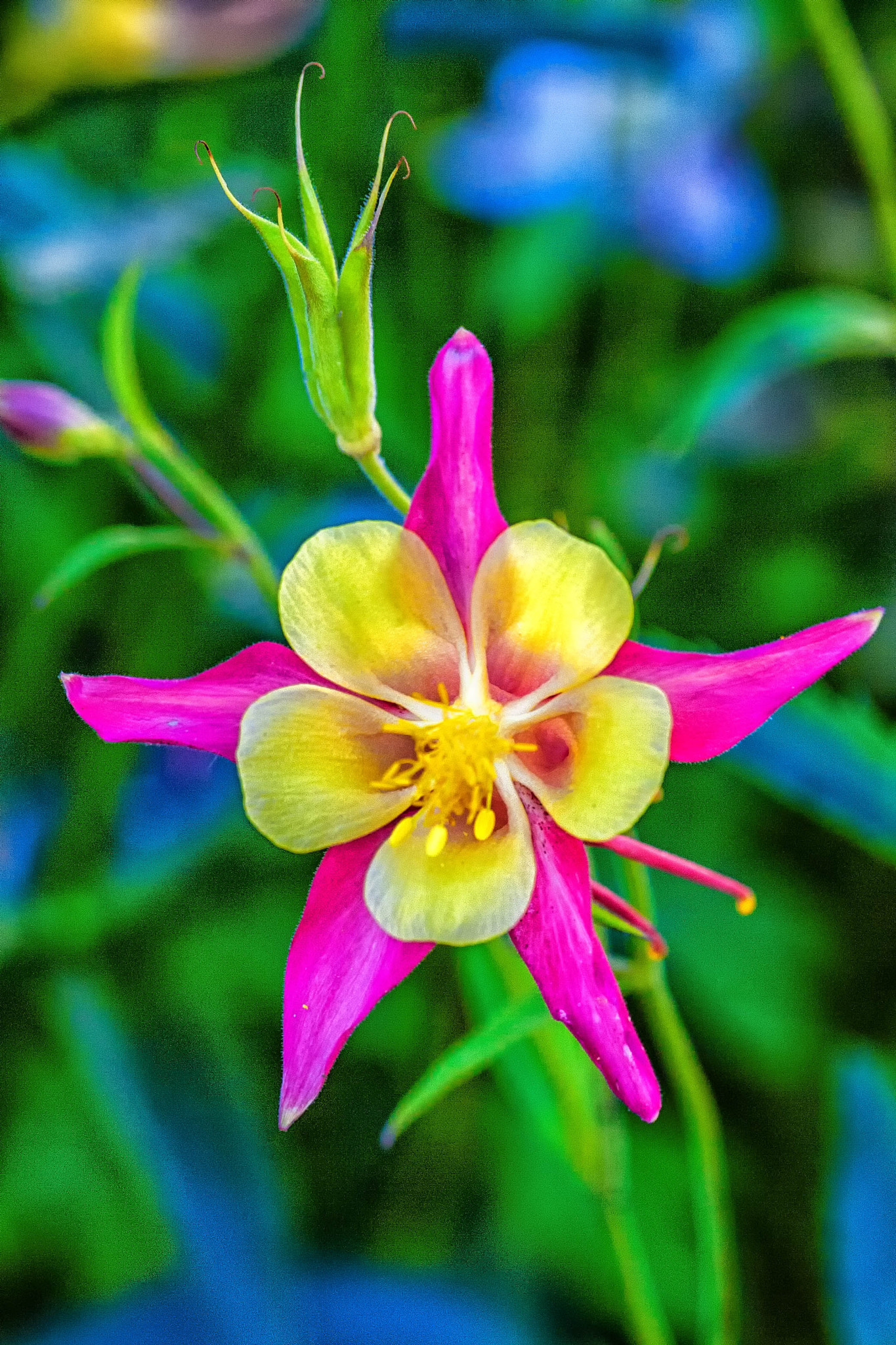 Canon EF 180mm F3.5L Macro USM sample photo. Columbine photography