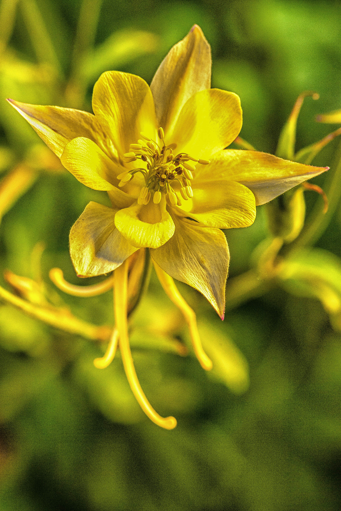Canon EF 180mm F3.5L Macro USM sample photo. Columbine photography