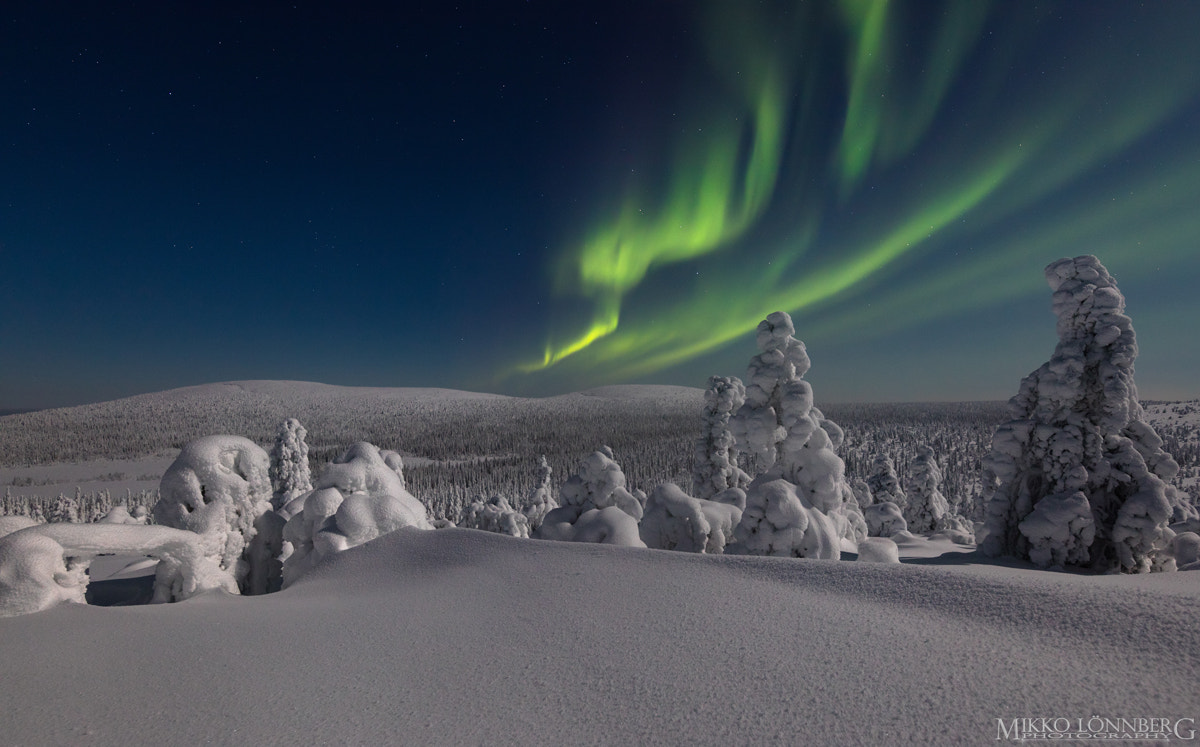 Canon EOS 5DS R + Canon EF 300mm f/2.8L sample photo. Snowy forest photography