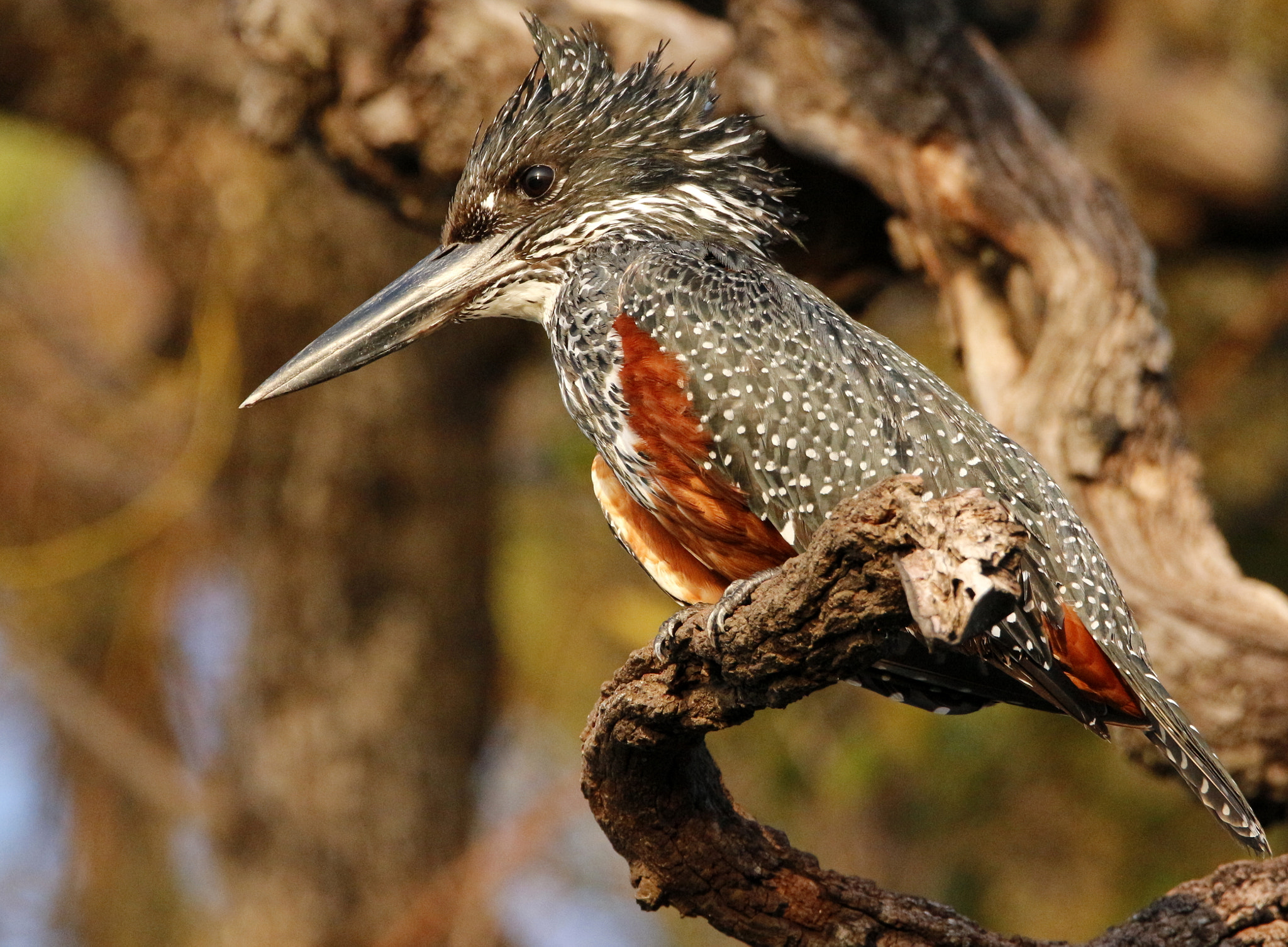 Tamron SP 150-600mm F5-6.3 Di VC USD sample photo. Giant kingfisher photography