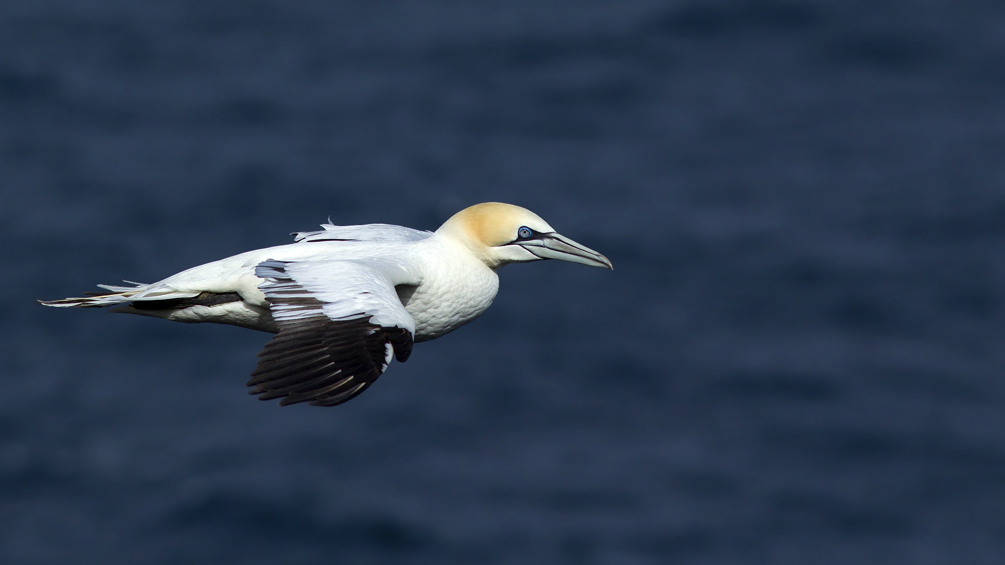 Canon EF 300mm F4L IS USM sample photo. Gannet photography