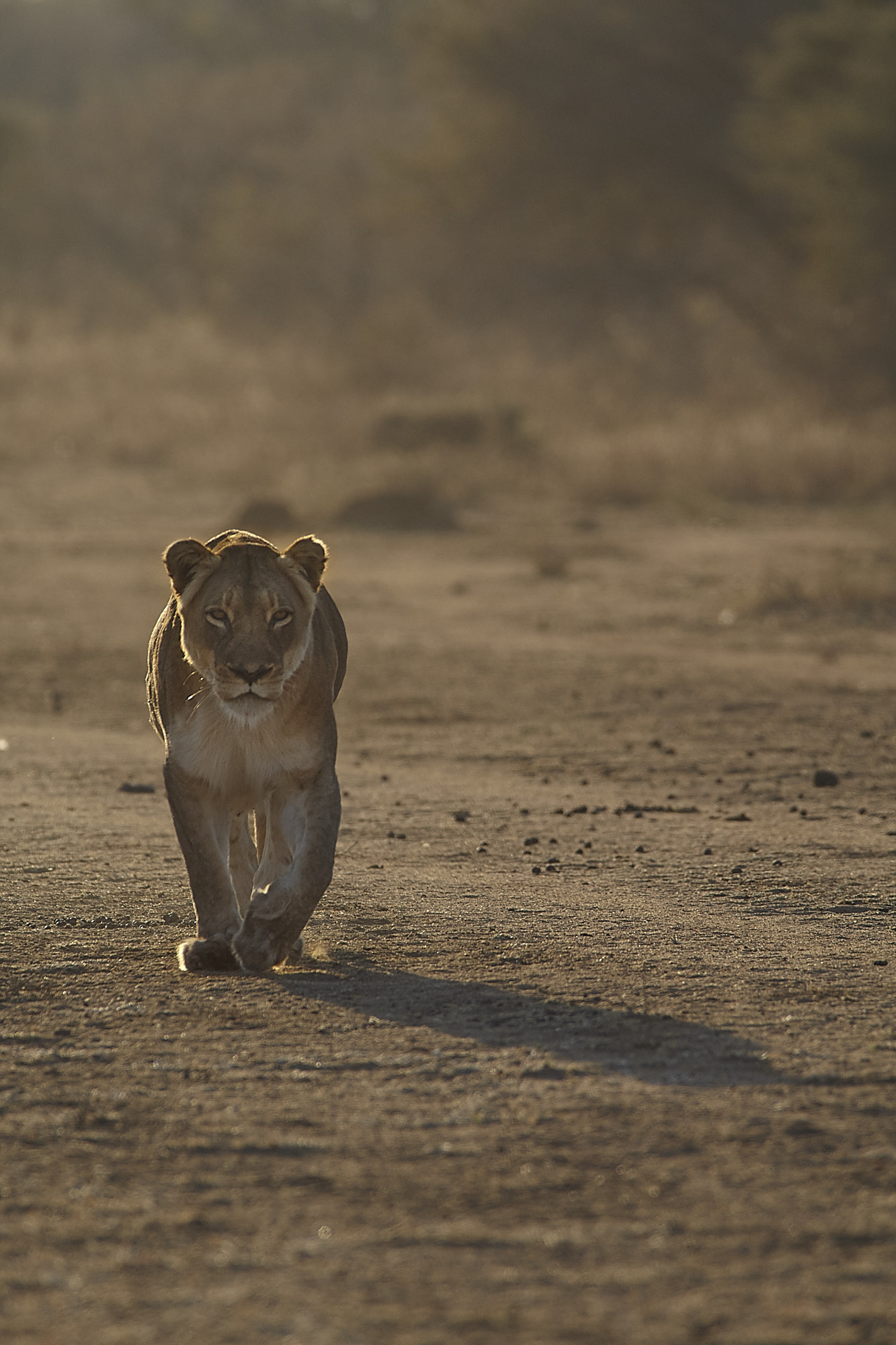 Canon EF 300mm f/2.8L + 1.4x sample photo. Morning patrol photography