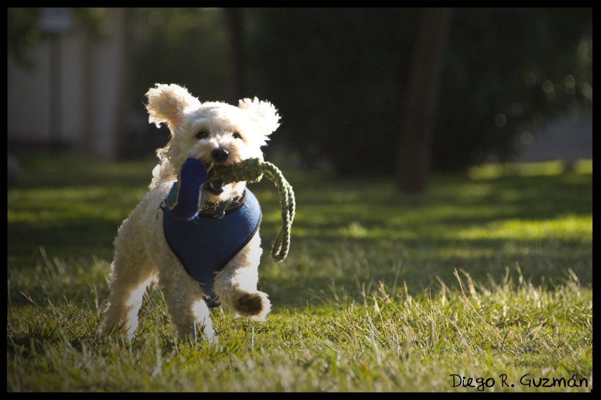 AF Zoom-Nikkor 28-70mm f/3.5-4.5D sample photo. Pepe! photography