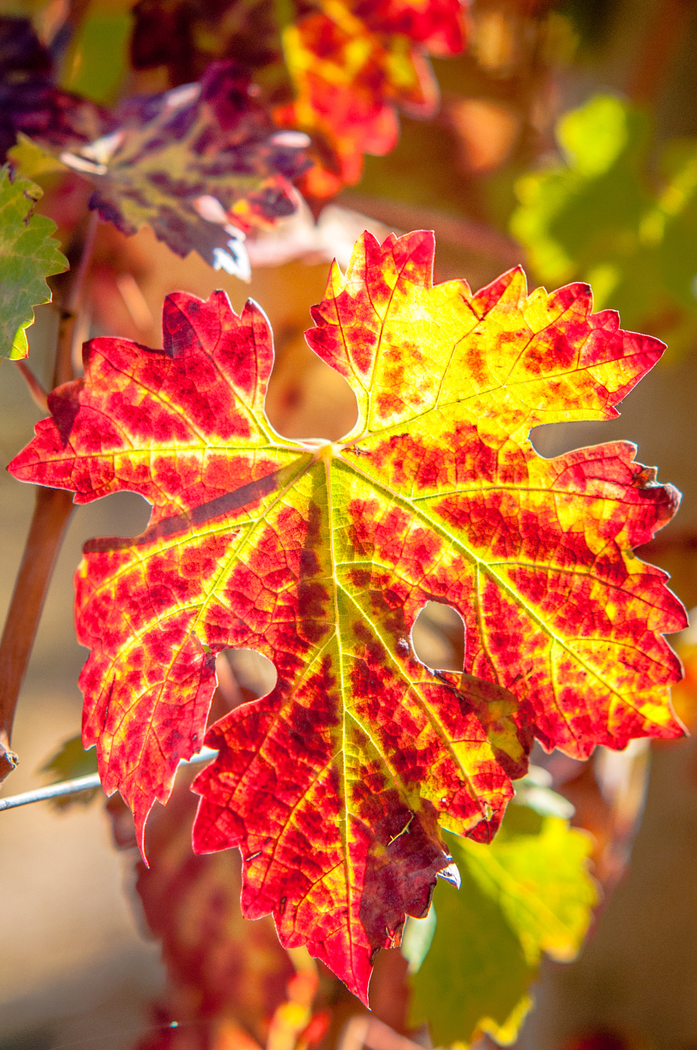 Sigma 70-200mm F2.8 EX DG Macro HSM II sample photo. Autumn grape leaf photography