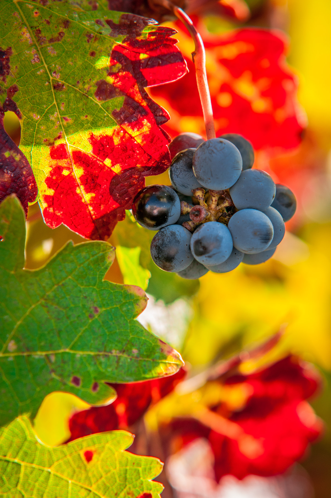 Sigma 70-200mm F2.8 EX DG Macro HSM II sample photo. Autumn grapes photography