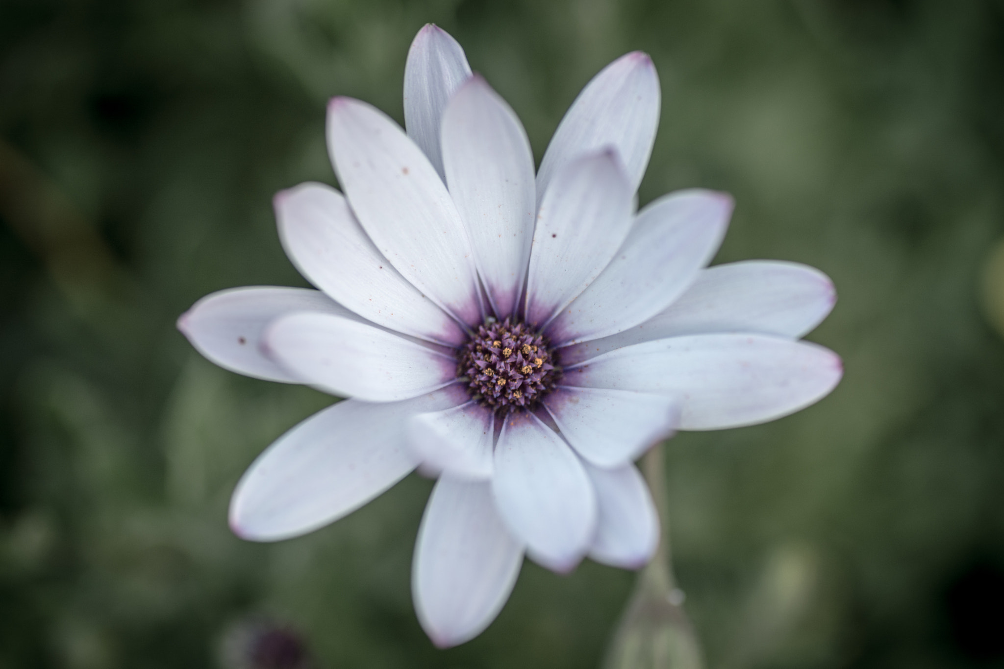 Nikon D7100 + Sigma 50mm F2.8 EX DG Macro sample photo. (4/52/16) white daisy photography