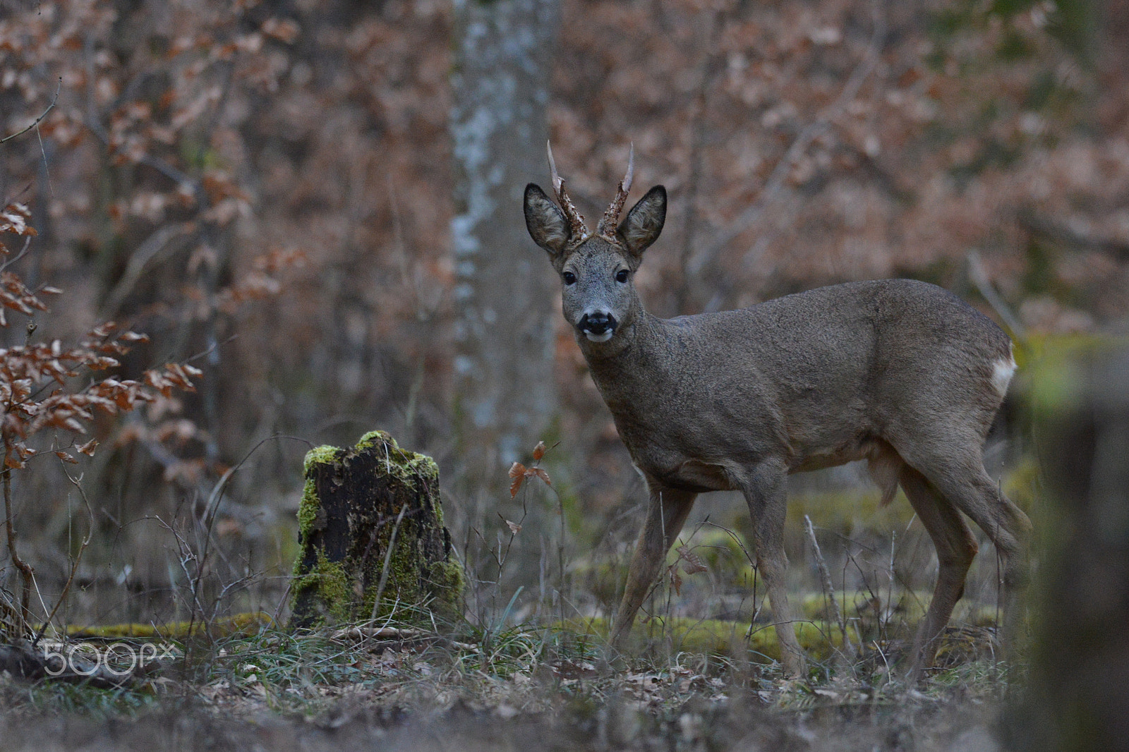 Nikon AF-S Nikkor 400mm F2.8G ED VR II sample photo. European roe buck photography