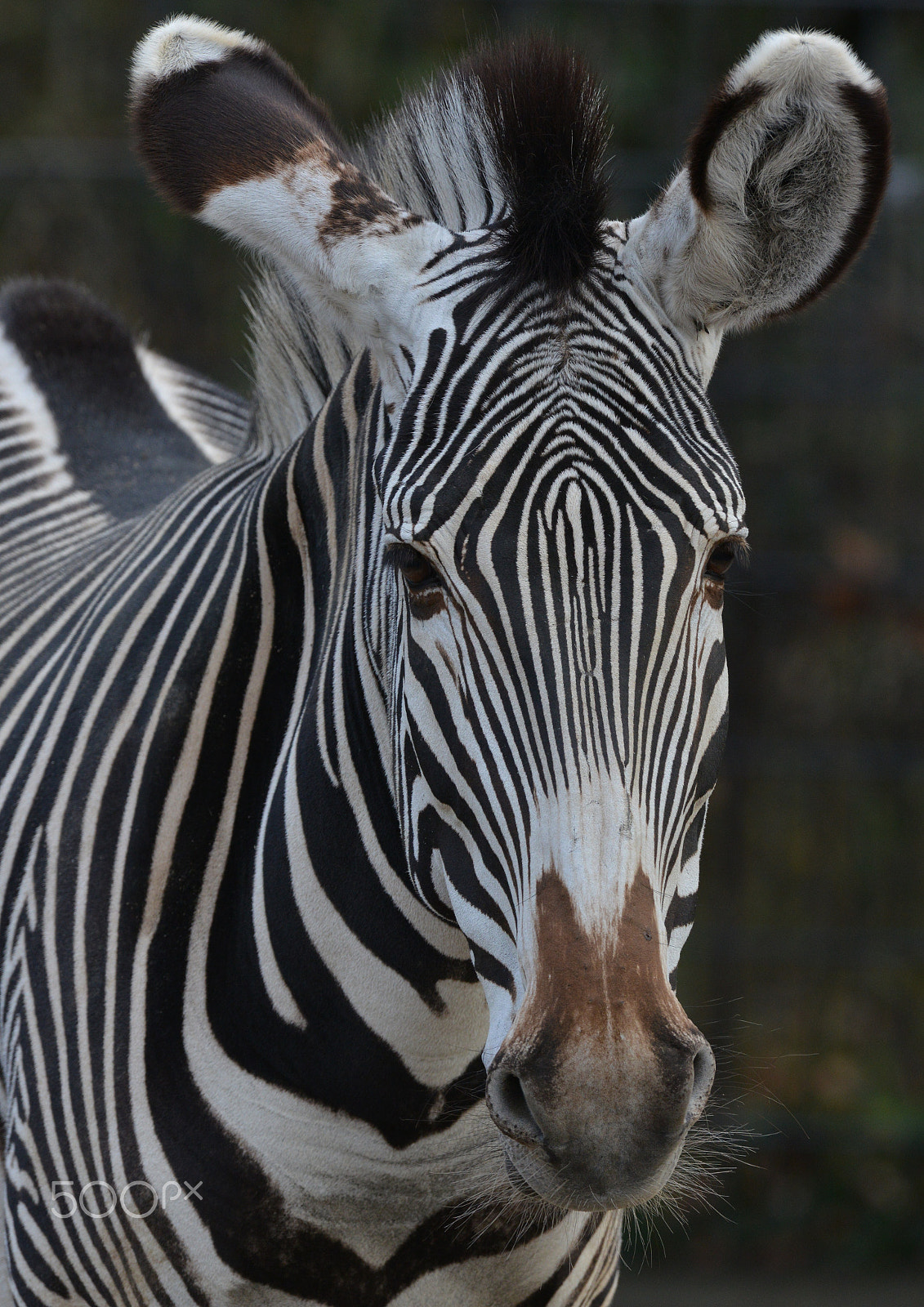 Nikon AF-S Nikkor 400mm F2.8G ED VR II sample photo. Grevyzebra photography