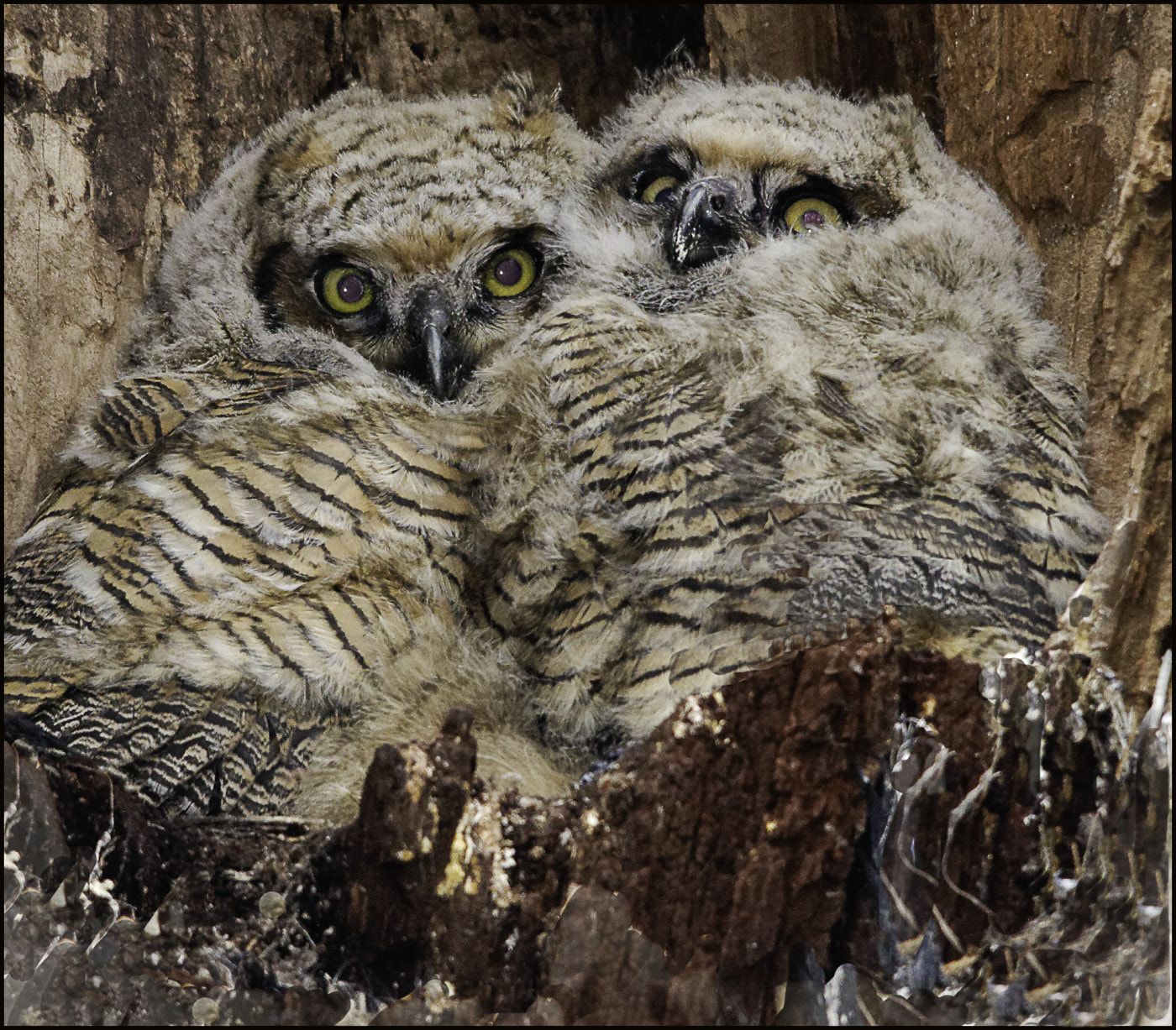 Sigma 150-500mm F5-6.3 DG OS HSM sample photo. Baby owls photography