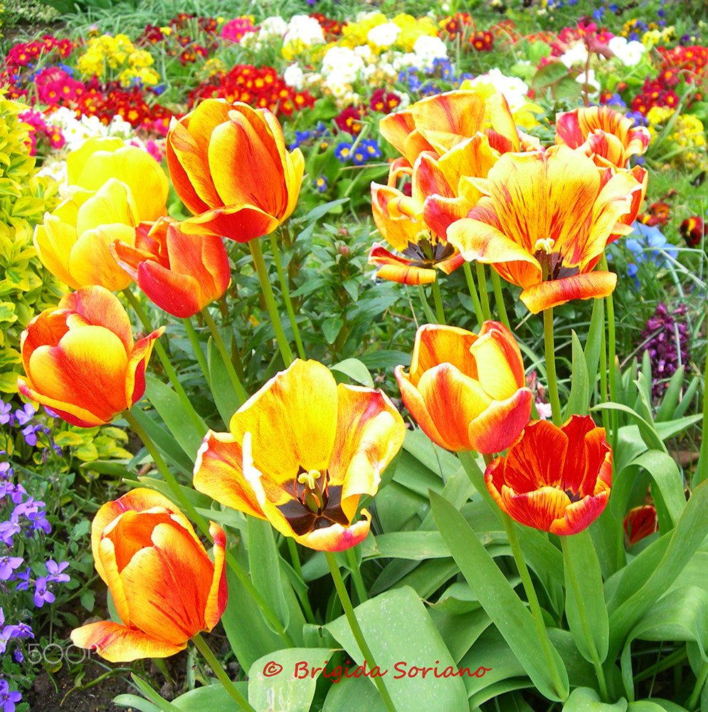Nikon E7600 sample photo. Spring flowers in a meadow photography