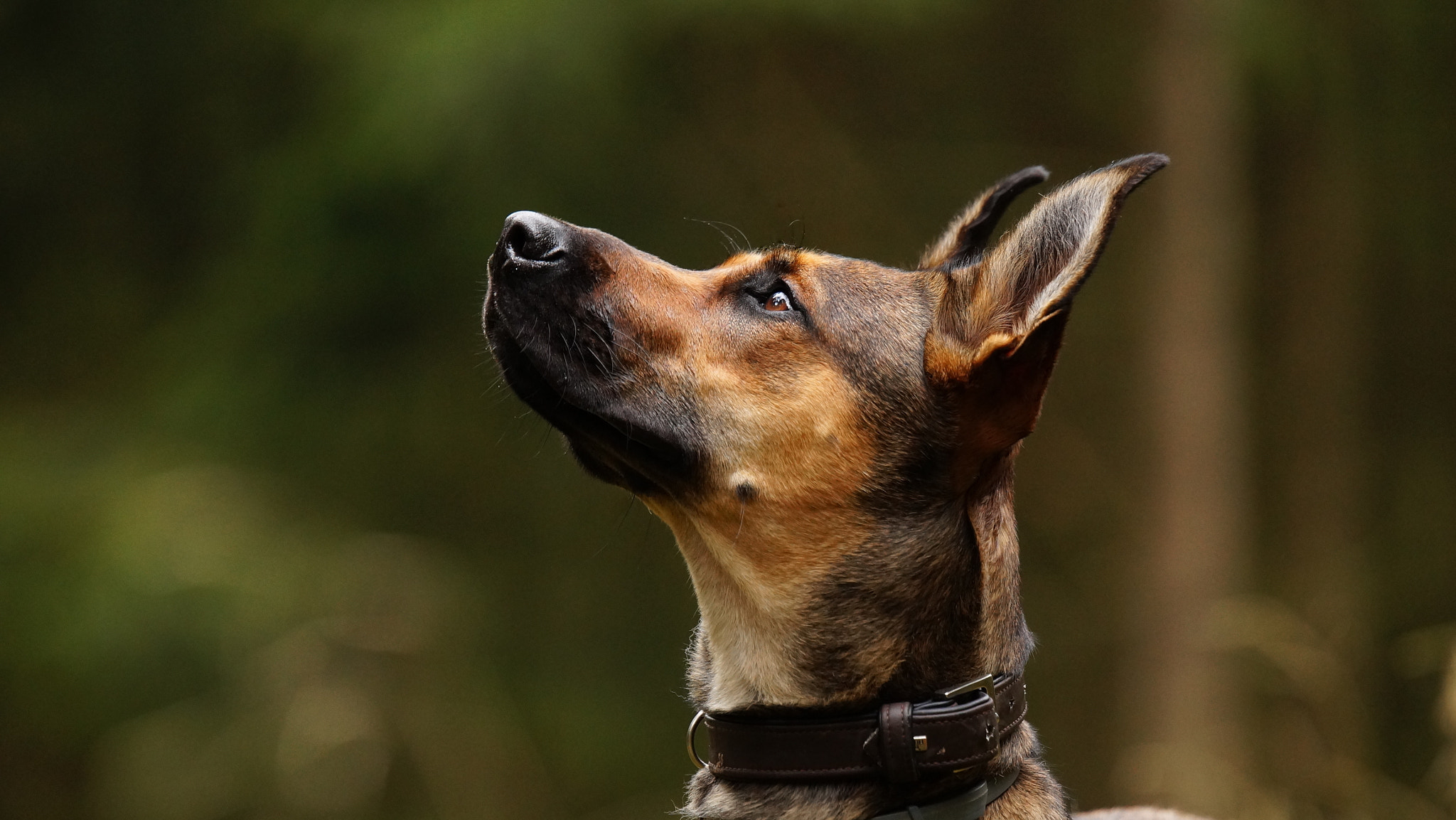 Sony SLT-A58 + Tamron SP 70-200mm F2.8 Di VC USD sample photo. Luna -malinois rotweiler mix photography