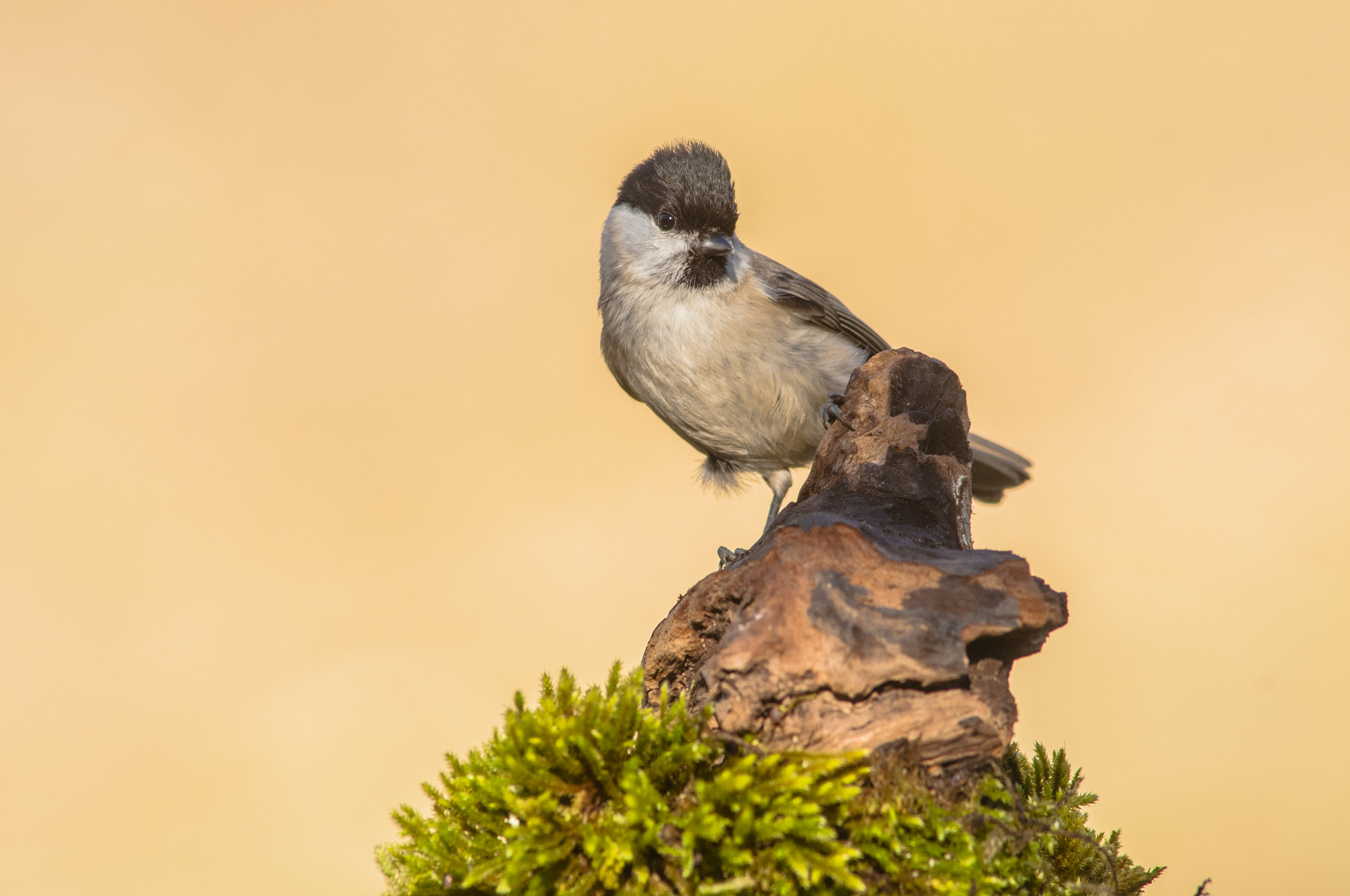 Nikon D300 + AF Nikkor 300mm f/4 IF-ED sample photo. Carbonero palustre. photography