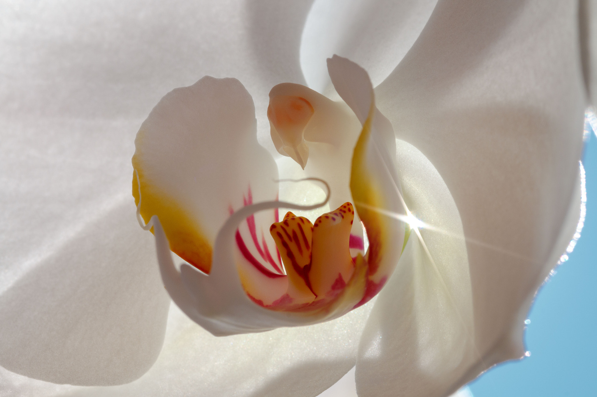Canon EOS 70D + Sigma 105mm F2.8 EX DG Macro sample photo. Orchid under sun photography