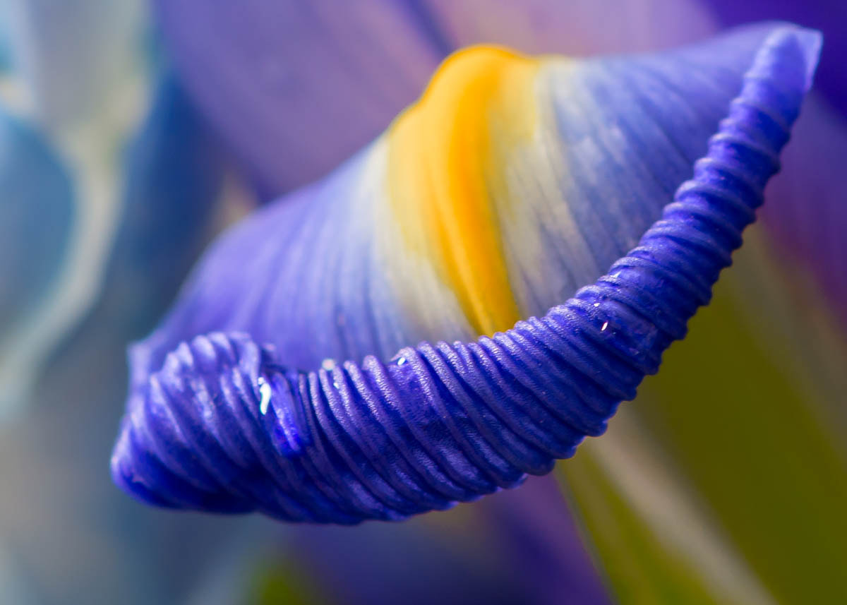 Nikon D7100 + Sigma 105mm F2.8 EX DG Macro sample photo. Unfurling photography