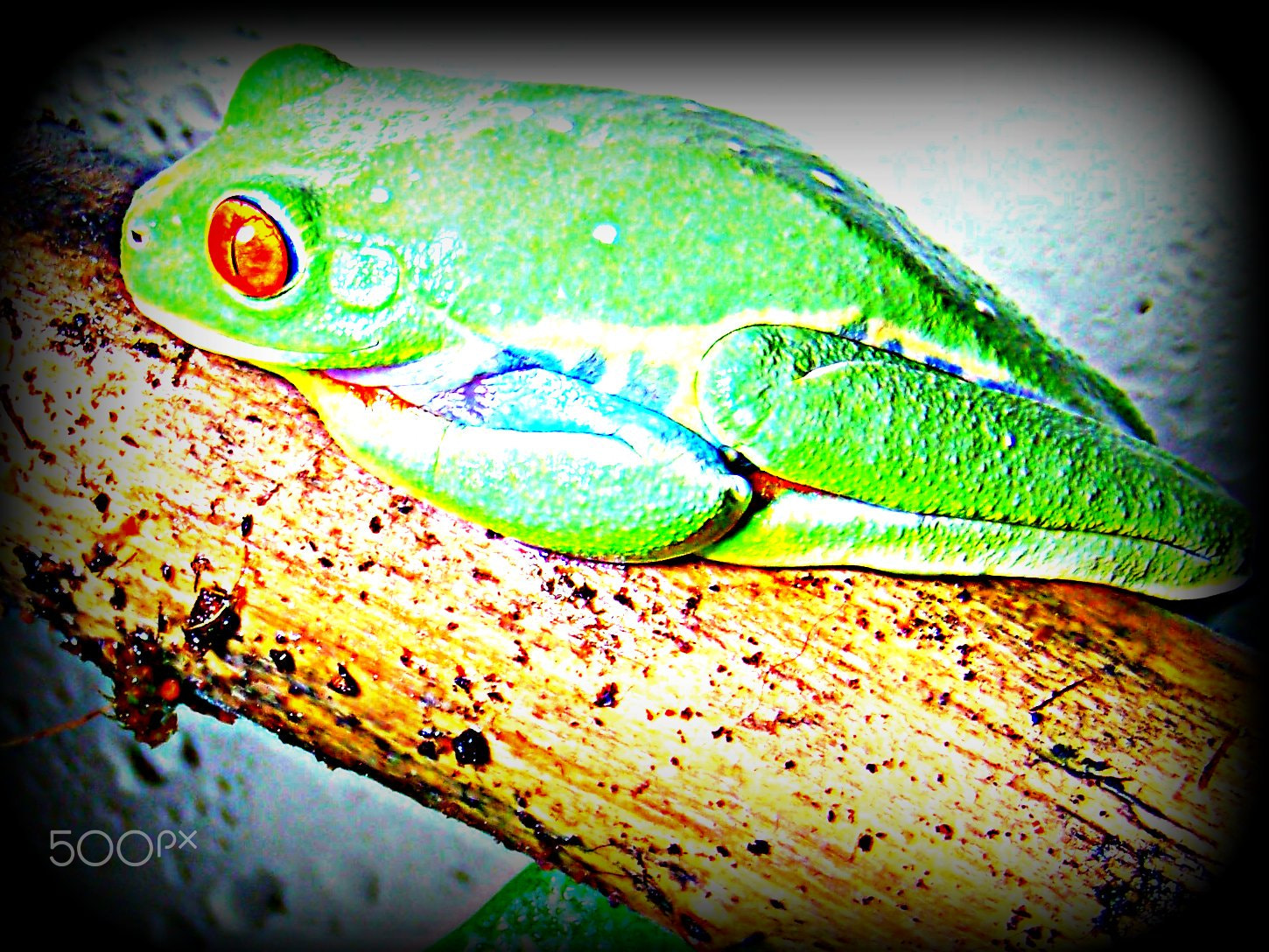 Kodak EASYSHARE Z8612 IS DIGITAL CAMERA sample photo. Frogini my red eyed tree frog photography