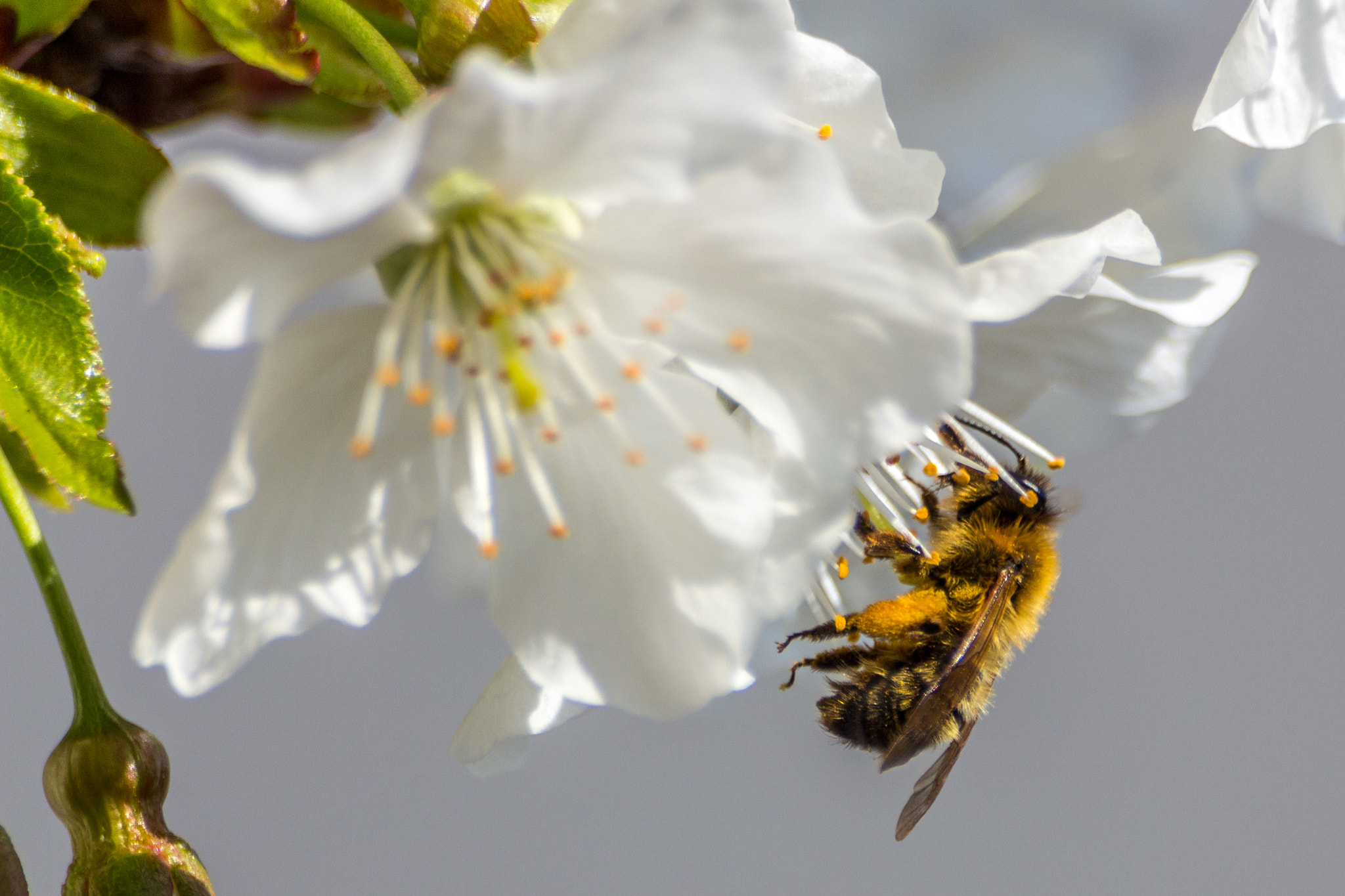 Sigma 70-300mm F4-5.6 APO DG Macro sample photo. Bee at work photography