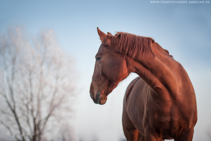 Canon EOS-1D Mark III sample photo. Icy blue photography
