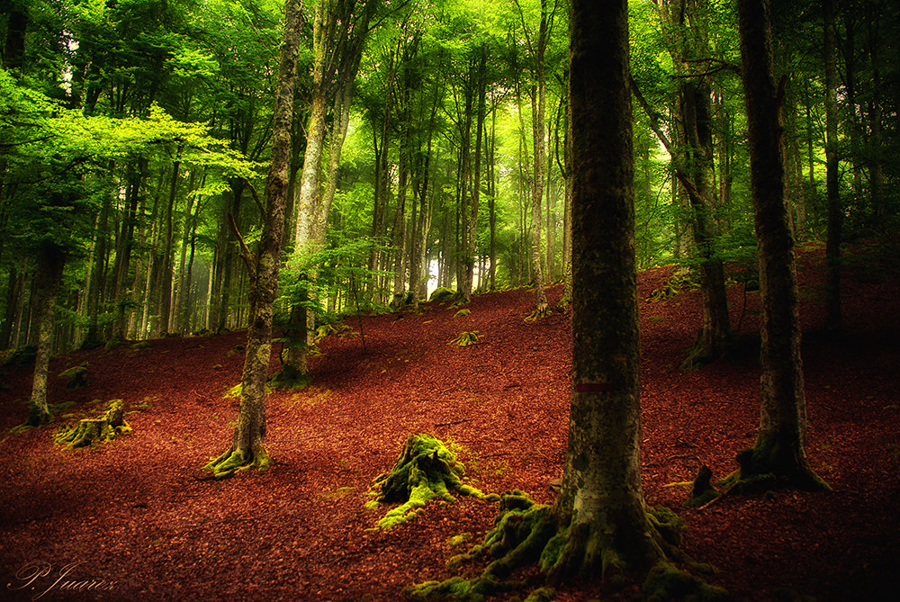 Pentax K10D + PENTAX-F 28-80mm F3.5-4.5 sample photo. El bosque. photography