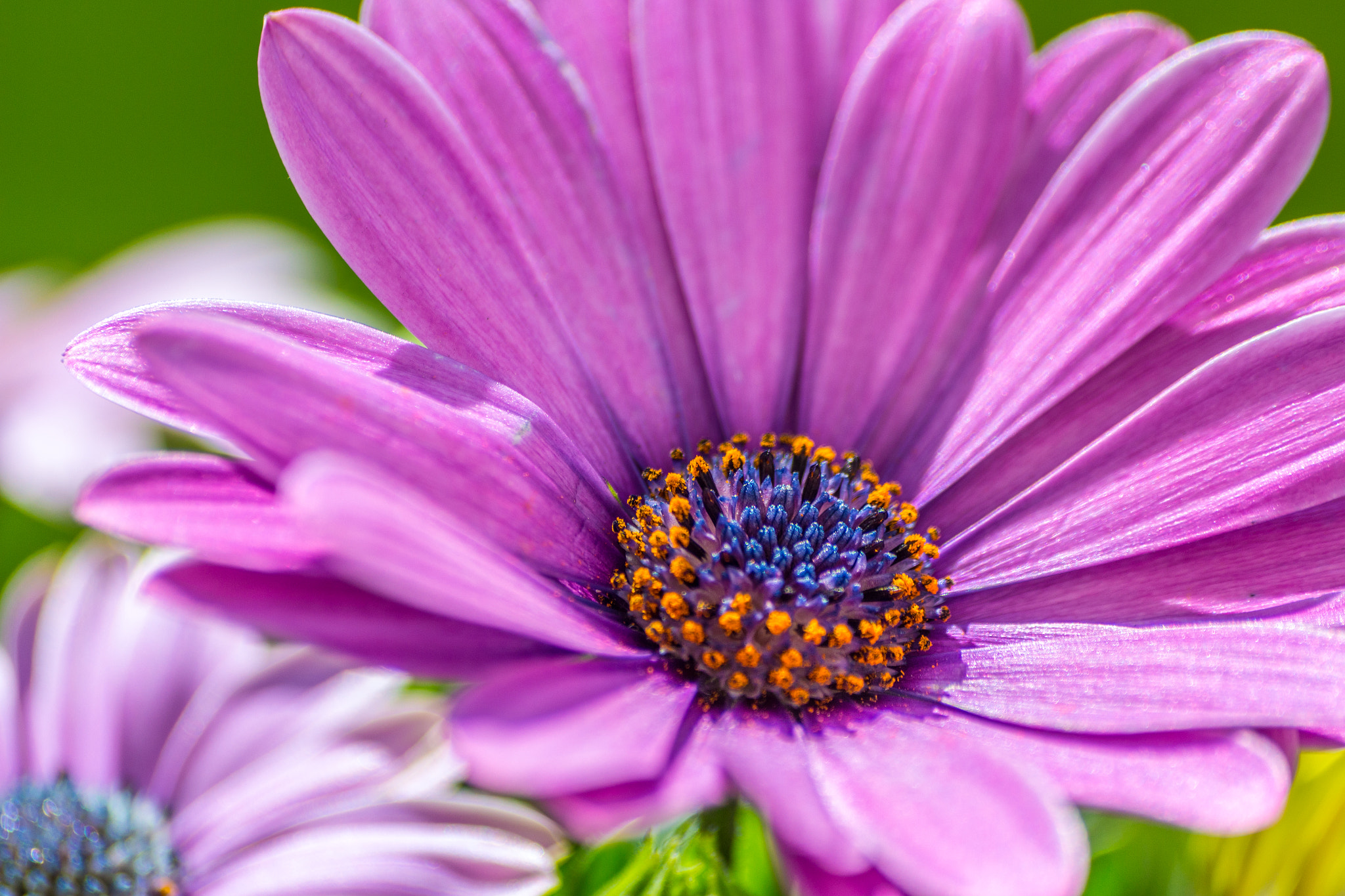 Sigma 70-300mm F4-5.6 APO DG Macro sample photo. Flower painting photography