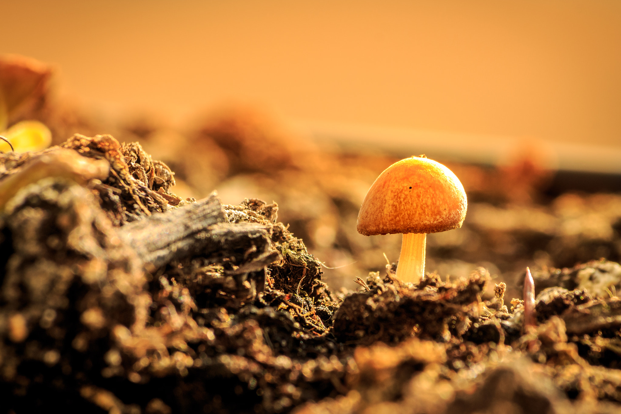 Sigma 70-300mm F4-5.6 APO DG Macro sample photo. Mushroom in detail photography