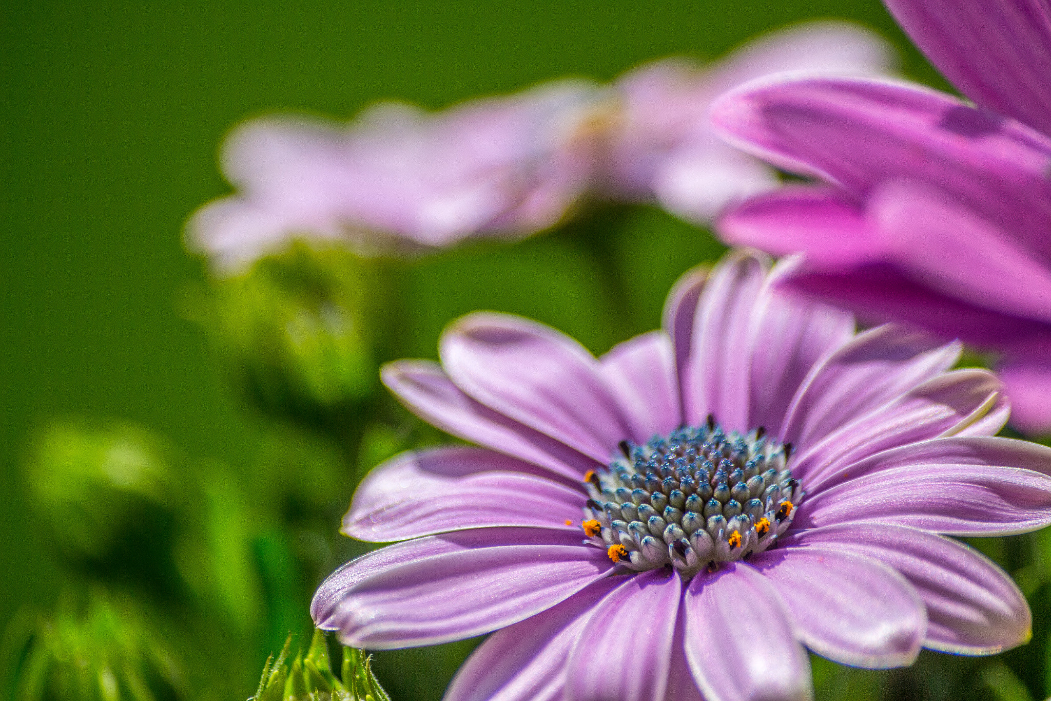 Sigma 70-300mm F4-5.6 APO DG Macro sample photo. Painted flower photography