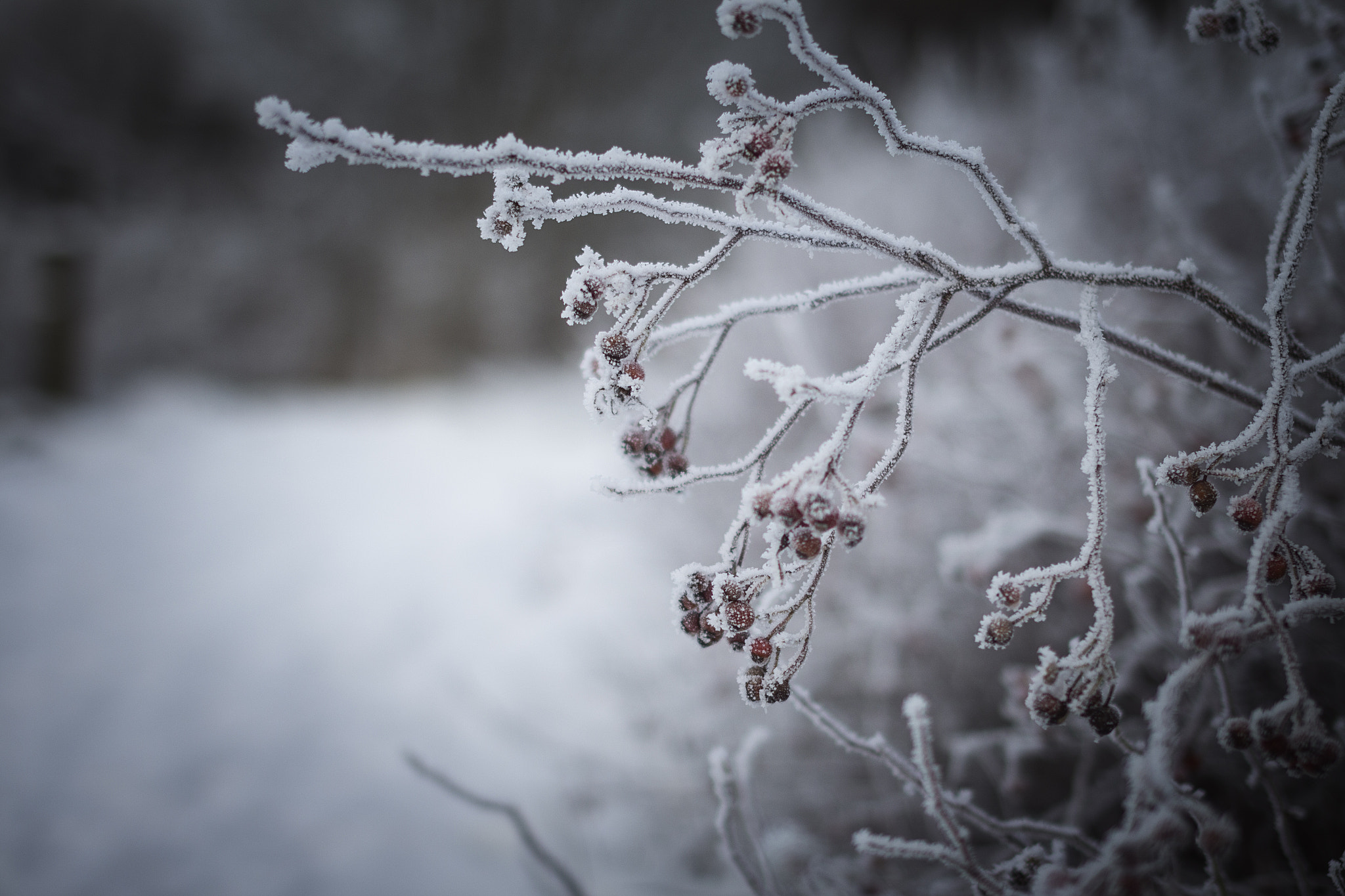 Sigma 50mm F1.4 EX DG HSM sample photo. Winter photography