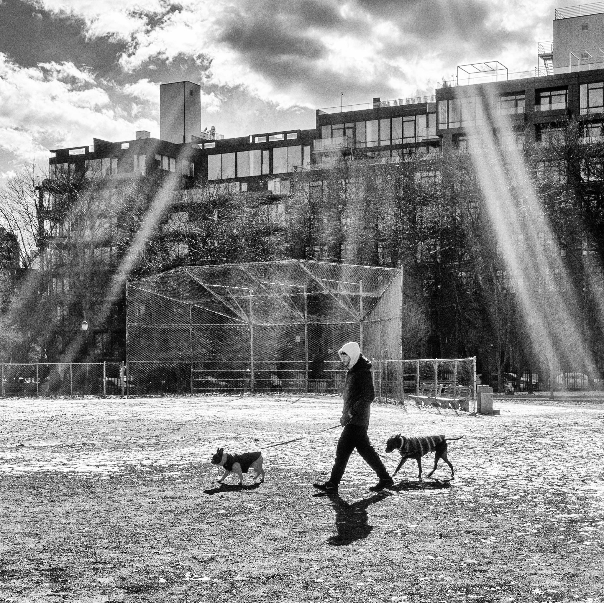 Olympus PEN E-PL6 + Olympus M.Zuiko Digital 25mm F1.8 sample photo. Dog walking photography