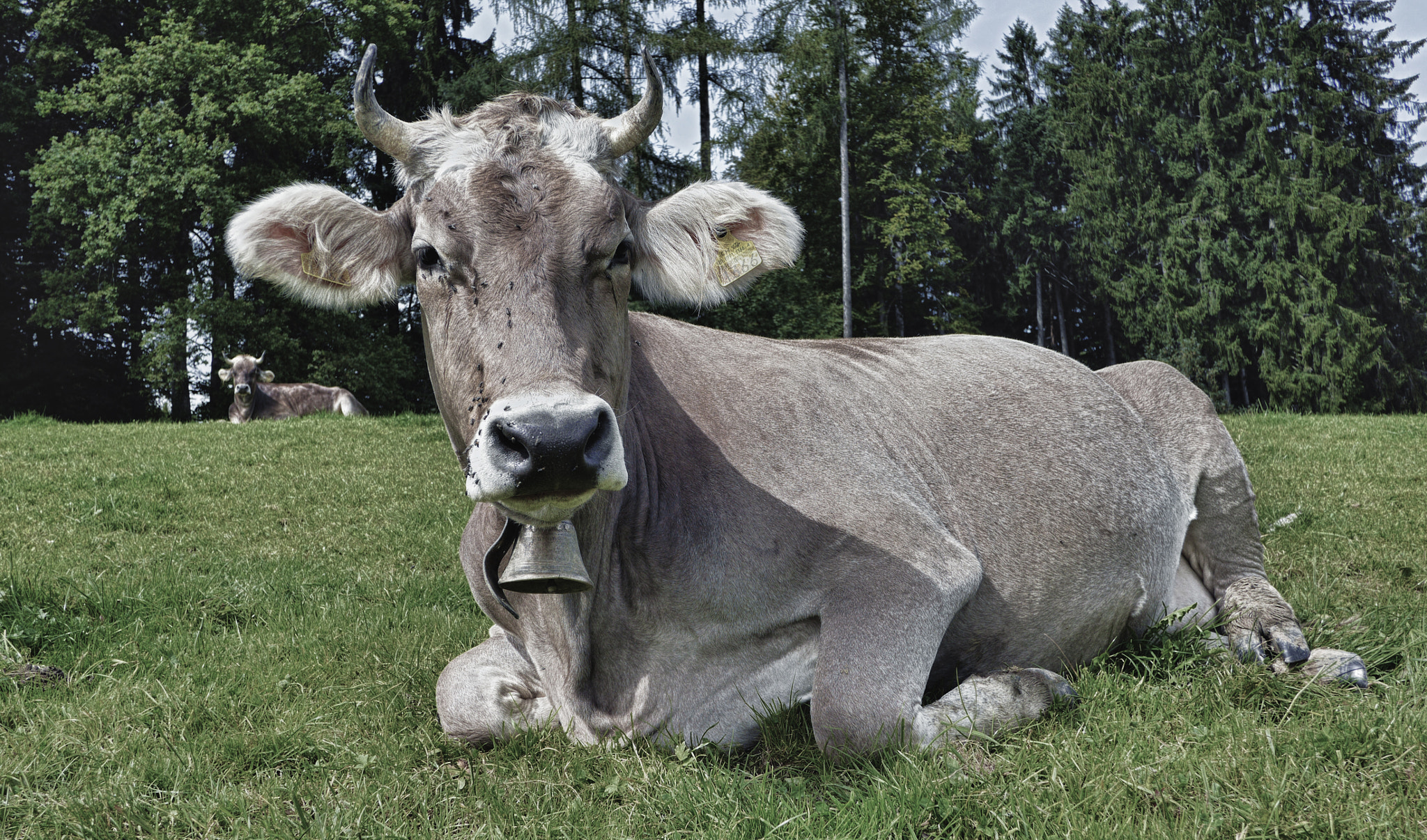 Panasonic Lumix DMC-GH3 + Panasonic Lumix G 14mm F2.5 ASPH sample photo. Cow photography