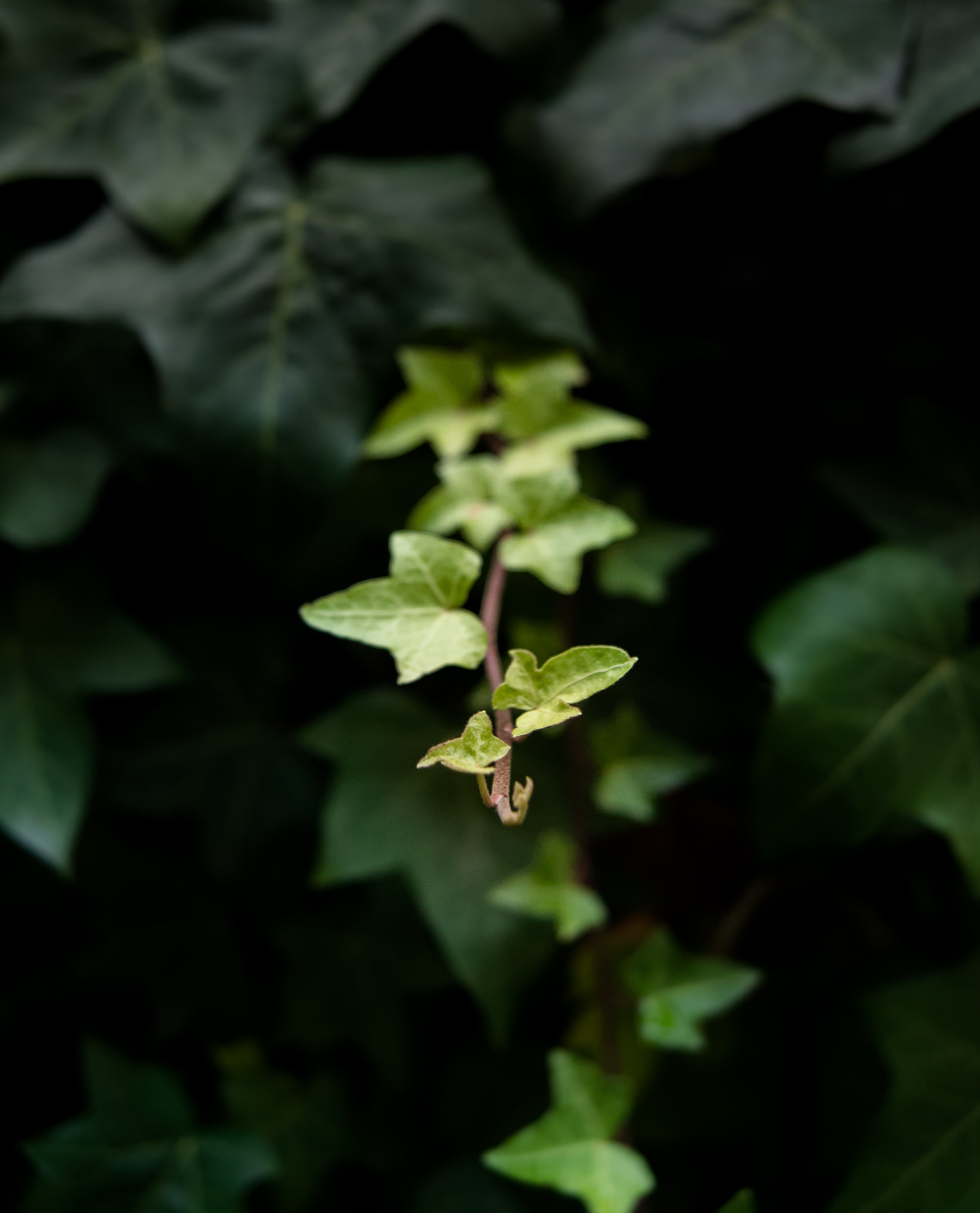 Pentax K-5 IIs sample photo. Downtown ivy, davie street.  photography