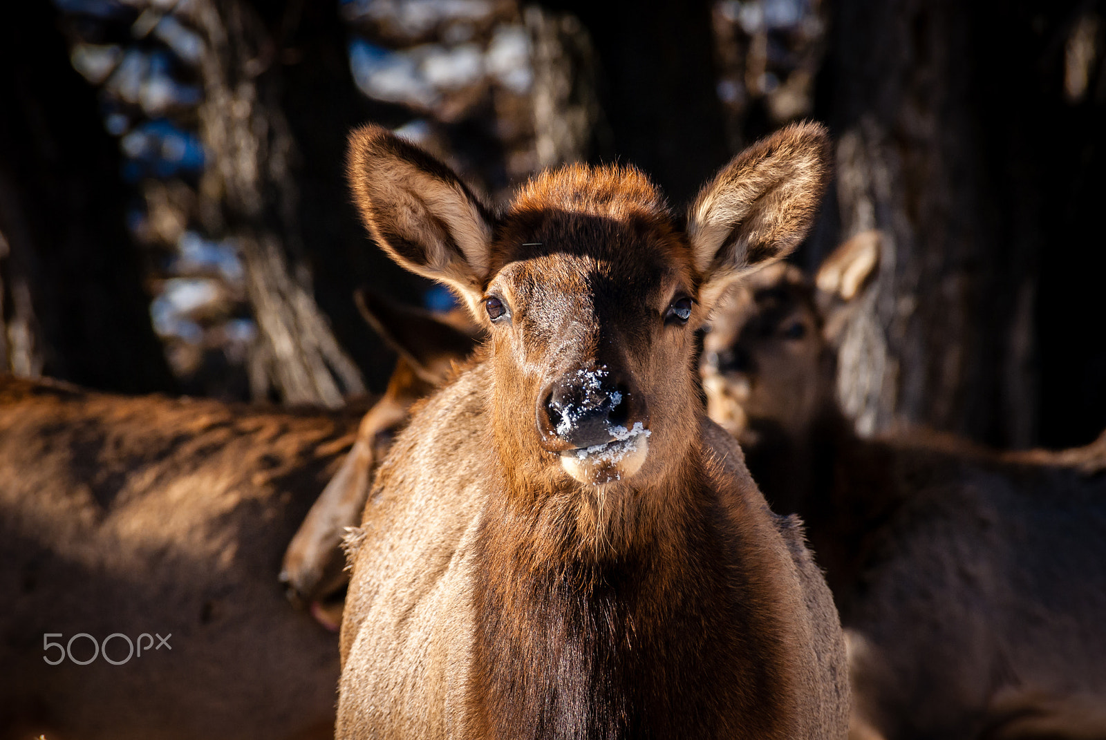 Sony DT 55-300mm F4.5-5.6 SAM sample photo. Elk photography