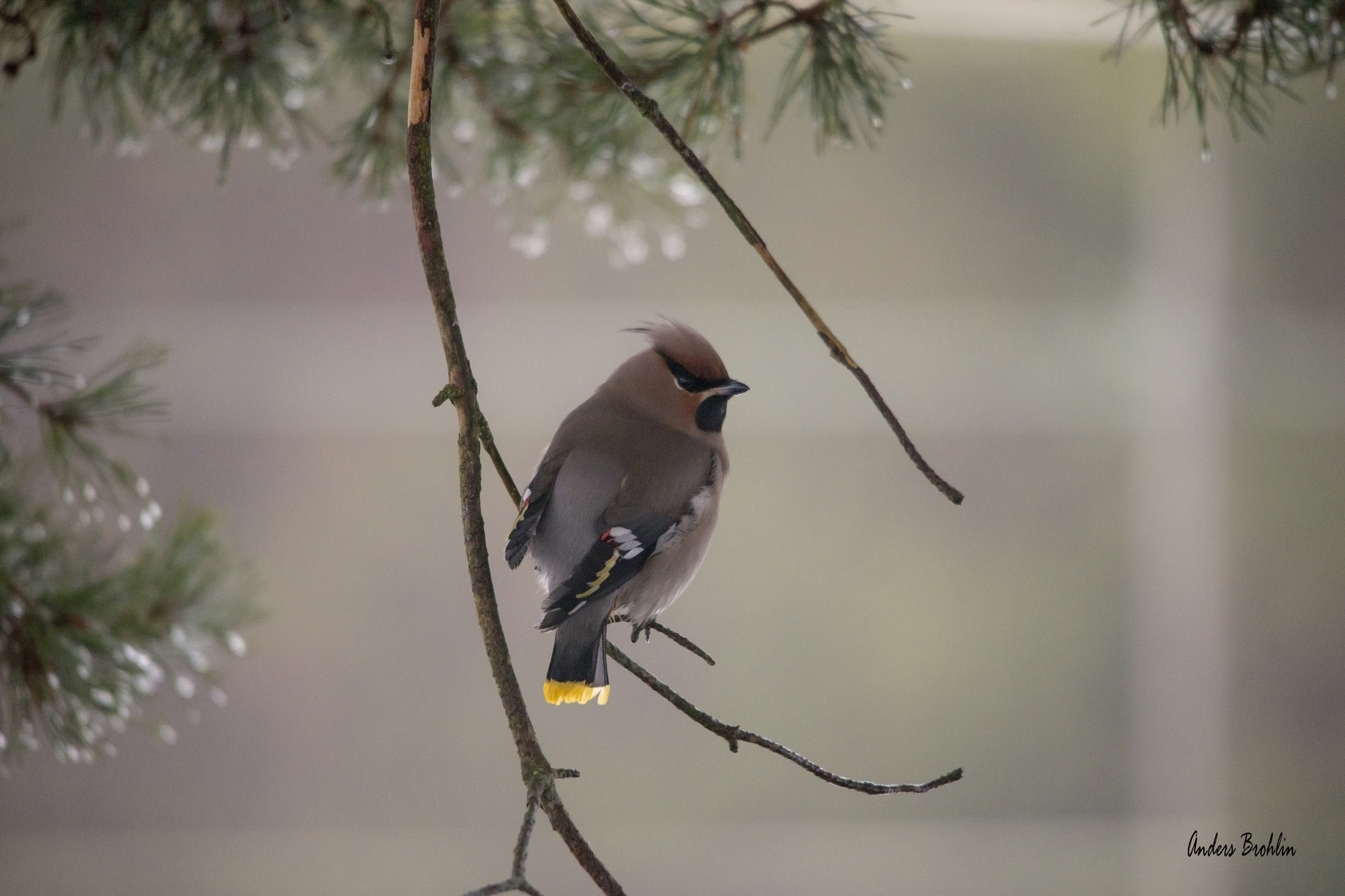 Sigma 150-500mm F5-6.3 DG OS HSM sample photo. Bohemian waxwing photography