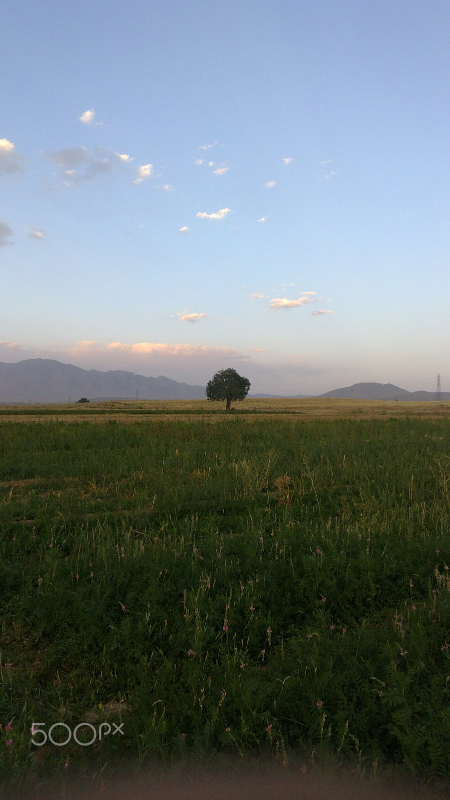Nokia N9 sample photo. Tree-run-one photography