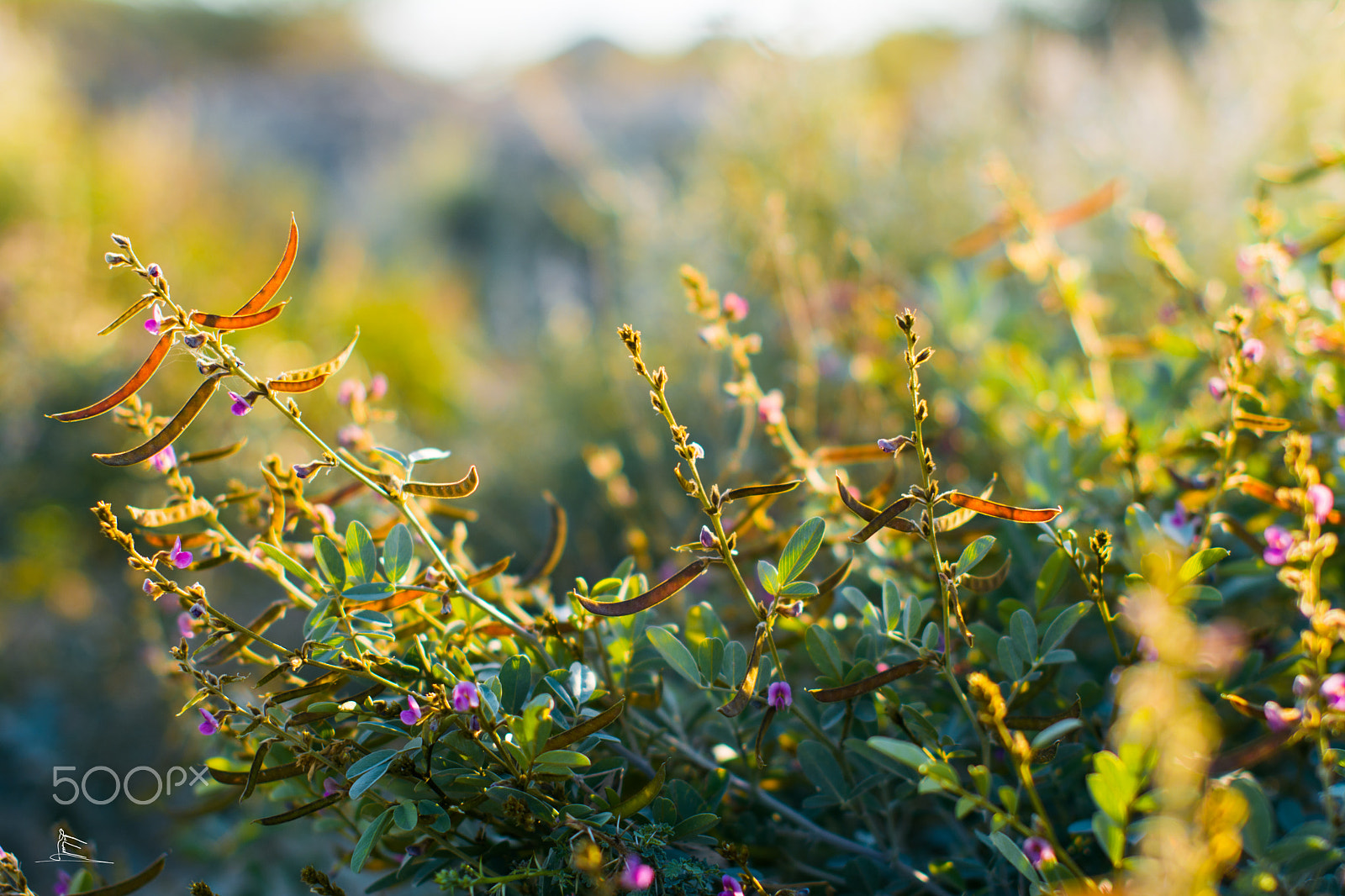 Nikon D5200 + Sigma 50mm F1.4 EX DG HSM sample photo. Flower photography