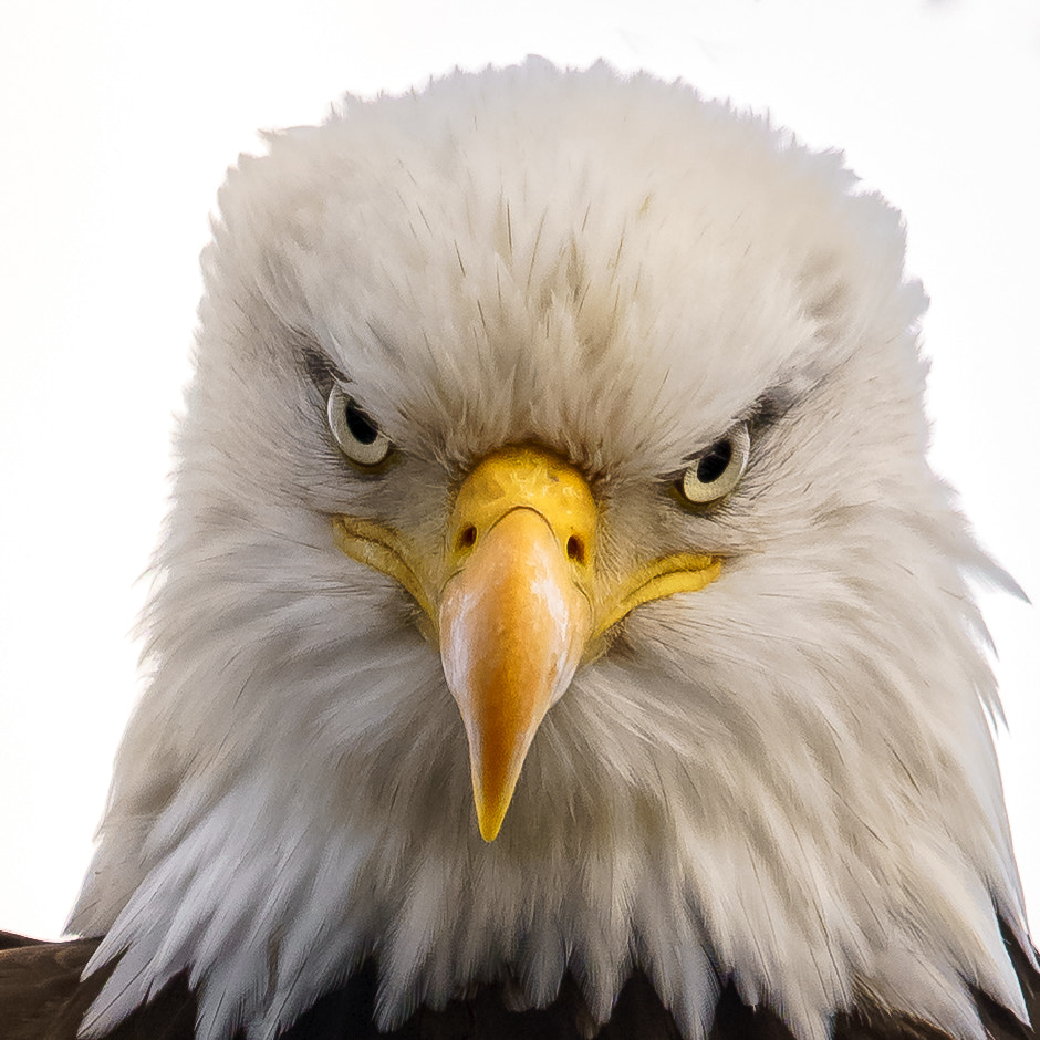 Canon EF 600mm F4L IS II USM sample photo. Regal photography