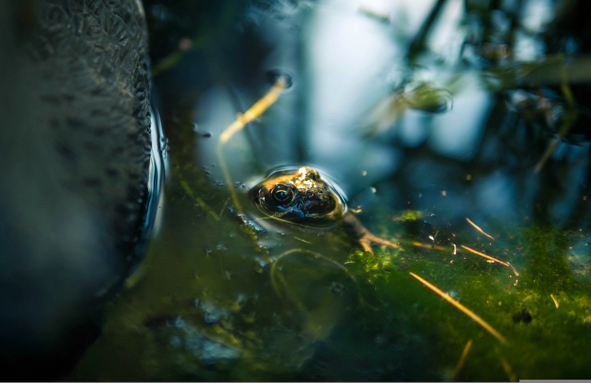 Panasonic Lumix DMC-G6 + Panasonic Leica DG Summilux 25mm F1.4 II ASPH sample photo. Frog in pond photography