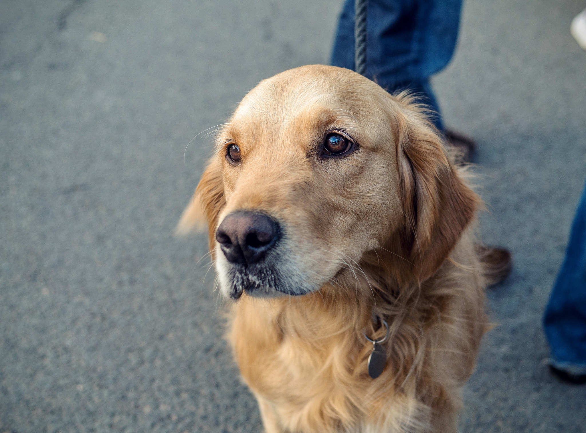 Panasonic Lumix DMC-G6 + Panasonic Leica DG Summilux 25mm F1.4 II ASPH sample photo. Pensive dog photography